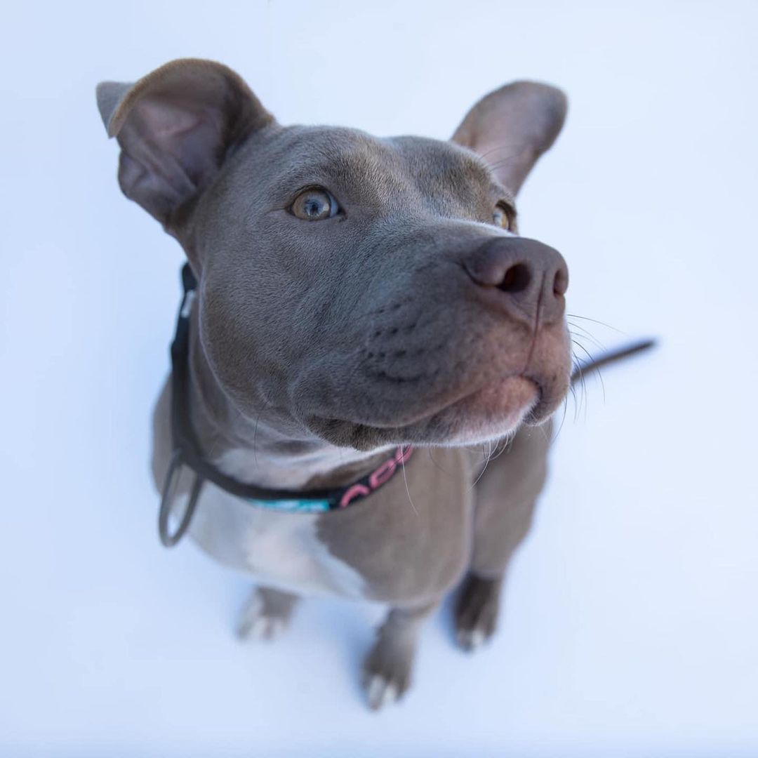 Happy Thanksgiving from Sassy!

She is a roughly 3 year old American Pitbull Terrier mix, this ready to rumble girl IS dog friendly with dogs her size and larger, but does prefer a playmate who will be equally high energy. Sassy has basic obedience, walks well on leash with the help of training tools (though she is working hard to do it without them!), is kennel trained and would excel in a variety of sports like weight pull, lure coursing and dock diving. This girl loves all people, especially the kiddos, she can be a little hyper around kids because she loves them SO much, so would prefer some older kids to rough house with. Sassy is looking for a home with no small dogs or cats/small animals, but would really love to find a home with a doggie friend about her size with someone dedicated to giving her the best life that she deserves!

Please apply to foster Sassy at savinghoperescue.org 🐾