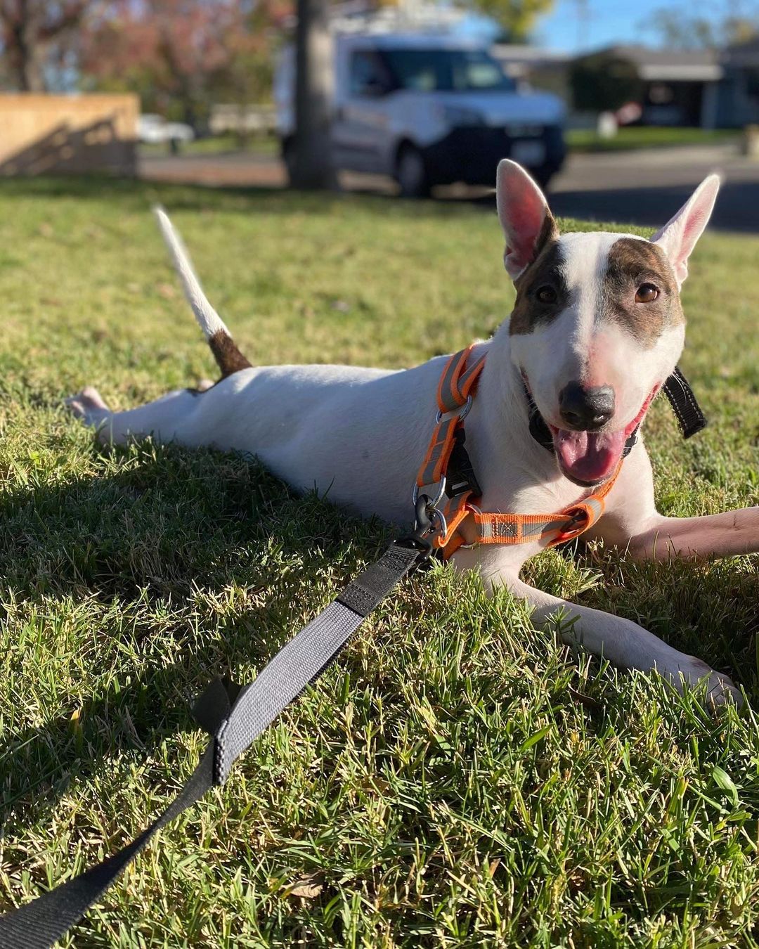 Courtesy post!!!
Everyone meet Chloe!  Chloe is an approximately 1 years old bull terrier.  She is spayed, chipped but will need update on vaccinations.

Chloe loves playing fetch, going on walks and car rides.  Chloe does well around kids and the family cat.
If you’re interested in Chloe please contact us at findingabestfriend@gmail.com  So tell your friends about Chloe And please share, like and Paws it On! ❤️🐶😉<a target='_blank' href='https://www.instagram.com/explore/tags/PawsItOn/'>#PawsItOn</a> 

Meet <a target='_blank' href='https://www.instagram.com/explore/tags/adoptable/'>#adoptable</a> dogs and puppies looking for their <a target='_blank' href='https://www.instagram.com/explore/tags/fureverhomes/'>#fureverhomes</a> with @findingabestfriend ❤️🐶😊
.
.
.
.
<a target='_blank' href='https://www.instagram.com/explore/tags/rescuedogs/'>#rescuedogs</a> <a target='_blank' href='https://www.instagram.com/explore/tags/dogadoption/'>#dogadoption</a> <a target='_blank' href='https://www.instagram.com/explore/tags/sanramon/'>#sanramon</a>  <a target='_blank' href='https://www.instagram.com/explore/tags/petadoption/'>#petadoption</a> <a target='_blank' href='https://www.instagram.com/explore/tags/bayarea/'>#bayarea</a> <a target='_blank' href='https://www.instagram.com/explore/tags/stockton/'>#stockton</a> <a target='_blank' href='https://www.instagram.com/explore/tags/sanramon/'>#sanramon</a> <a target='_blank' href='https://www.instagram.com/explore/tags/dontbullymybreed/'>#dontbullymybreed</a> <a target='_blank' href='https://www.instagram.com/explore/tags/adoptdontshop/'>#adoptdontshop</a> <a target='_blank' href='https://www.instagram.com/explore/tags/adoptme/'>#adoptme</a> <a target='_blank' href='https://www.instagram.com/explore/tags/dogrescue/'>#dogrescue</a> <a target='_blank' href='https://www.instagram.com/explore/tags/rescuedogsofinstagram/'>#rescuedogsofinstagram</a> <a target='_blank' href='https://www.instagram.com/explore/tags/rescuedismyfavoritebreed/'>#rescuedismyfavoritebreed</a> <a target='_blank' href='https://www.instagram.com/explore/tags/sanfrancisco/'>#sanfrancisco</a> <a target='_blank' href='https://www.instagram.com/explore/tags/bayarea/'>#bayarea</a> <a target='_blank' href='https://www.instagram.com/explore/tags/shepardmix/'>#shepardmix</a> <a target='_blank' href='https://www.instagram.com/explore/tags/adoptdontshop/'>#adoptdontshop</a> <a target='_blank' href='https://www.instagram.com/explore/tags/adoptabledog/'>#adoptabledog</a> <a target='_blank' href='https://www.instagram.com/explore/tags/fureverhome/'>#fureverhome</a>