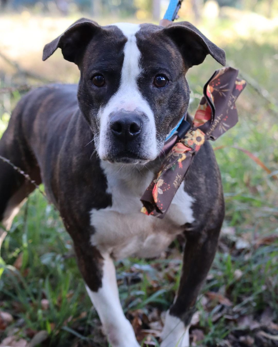 Happy Thanksgiving from Lila and the rest of the Pet Helpers furry family 💙🦃

We will be closed today for the holiday, but will be right back to finding pups and kits the homes they deserve tomorrow from 12-6 🐾

Stay tuned for our Black Friday Weekend Silent Auction and more ways you can help us give our pets the happiest holidays possible 🎄

.
.
.
.
.
<a target='_blank' href='https://www.instagram.com/explore/tags/pitbull/'>#pitbull</a> <a target='_blank' href='https://www.instagram.com/explore/tags/thanksgiving/'>#thanksgiving</a> <a target='_blank' href='https://www.instagram.com/explore/tags/charleston/'>#charleston</a> <a target='_blank' href='https://www.instagram.com/explore/tags/animalshelter/'>#animalshelter</a> <a target='_blank' href='https://www.instagram.com/explore/tags/rescue/'>#rescue</a> <a target='_blank' href='https://www.instagram.com/explore/tags/animalrescue/'>#animalrescue</a> <a target='_blank' href='https://www.instagram.com/explore/tags/americanpitbullterrier/'>#americanpitbullterrier</a> <a target='_blank' href='https://www.instagram.com/explore/tags/dontbullymybreed/'>#dontbullymybreed</a> <a target='_blank' href='https://www.instagram.com/explore/tags/pitbullsofinstagram/'>#pitbullsofinstagram</a> <a target='_blank' href='https://www.instagram.com/explore/tags/bullybreed/'>#bullybreed</a> <a target='_blank' href='https://www.instagram.com/explore/tags/bully/'>#bully</a> <a target='_blank' href='https://www.instagram.com/explore/tags/rescuedog/'>#rescuedog</a> <a target='_blank' href='https://www.instagram.com/explore/tags/shelterdog/'>#shelterdog</a> <a target='_blank' href='https://www.instagram.com/explore/tags/rescuedogsofinstagram/'>#rescuedogsofinstagram</a> <a target='_blank' href='https://www.instagram.com/explore/tags/rescuedismyfavoritebreed/'>#rescuedismyfavoritebreed</a> <a target='_blank' href='https://www.instagram.com/explore/tags/charleston/'>#charleston</a> <a target='_blank' href='https://www.instagram.com/explore/tags/lowcountry/'>#lowcountry</a> <a target='_blank' href='https://www.instagram.com/explore/tags/lowcountryliving/'>#lowcountryliving</a> <a target='_blank' href='https://www.instagram.com/explore/tags/dogsofinstagram/'>#dogsofinstagram</a> <a target='_blank' href='https://www.instagram.com/explore/tags/dogsofinsta/'>#dogsofinsta</a> <a target='_blank' href='https://www.instagram.com/explore/tags/sc/'>#sc</a> <a target='_blank' href='https://www.instagram.com/explore/tags/dogsofsc/'>#dogsofsc</a> <a target='_blank' href='https://www.instagram.com/explore/tags/dogsofsouthcarolina/'>#dogsofsouthcarolina</a>