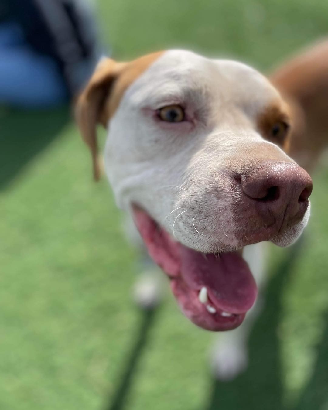 Rylan wanted to show off all his angles, and it seems he doesn’t have a bad one! 

This handsome boy has been searching for a special home to call his own for 7 months 😢💔

Rylan is a 2 year old pit mix who needs a home with a patient adopter that will help him become more confident and allow him to come out of his shell at his own pace. Rylan gains confidence by being around other dogs who dog better than he does. 

His ideal home doesn’t have a lot of people coming and going. He would do well in a home with older kids. He just needs a special someone to give him all the love forever has to offer!

Apply to adopt Rylan at lucky13rescue.org or by using the link: https://www.shelterluv.com/matchme/adopt/LUCK/Dog