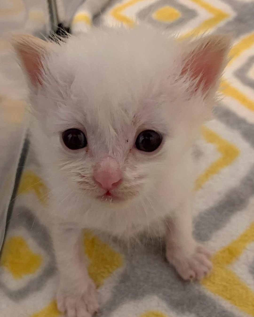 Mousey always seems to have a case of bed-hair and maybe as she is extra <a target='_blank' href='https://www.instagram.com/explore/tags/floofy/'>#floofy</a> <a target='_blank' href='https://www.instagram.com/explore/tags/iwokeuplikethis/'>#iwokeuplikethis</a> <a target='_blank' href='https://www.instagram.com/explore/tags/bedhair/'>#bedhair</a> <a target='_blank' href='https://www.instagram.com/explore/tags/bedhairdontcare/'>#bedhairdontcare</a> <a target='_blank' href='https://www.instagram.com/explore/tags/babycats/'>#babycats</a> <a target='_blank' href='https://www.instagram.com/explore/tags/babycats/'>#babycats</a> <a target='_blank' href='https://www.instagram.com/explore/tags/flamepointsiamese/'>#flamepointsiamese</a> <a target='_blank' href='https://www.instagram.com/explore/tags/rescuedkittens/'>#rescuedkittens</a>