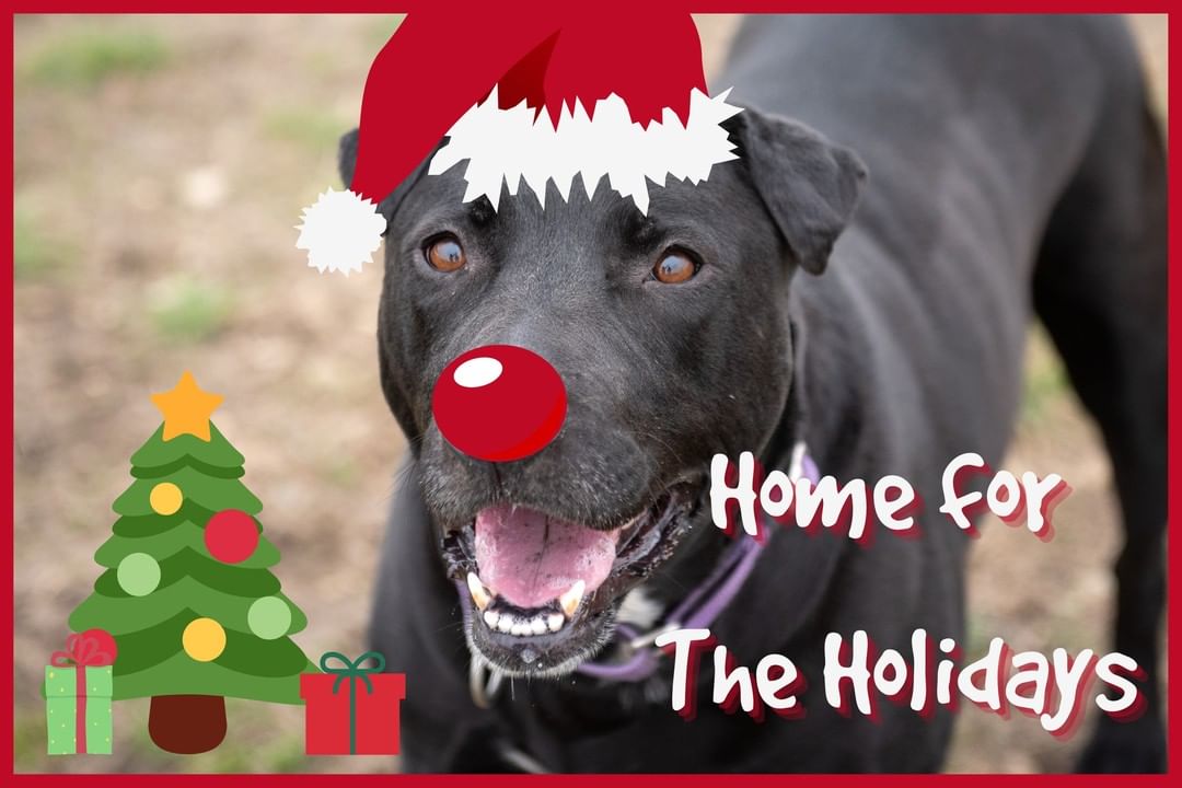 <a target='_blank' href='https://www.instagram.com/explore/tags/POTW/'>#POTW</a> Oreo is one of the many pets hoping to be chosen for our <a target='_blank' href='https://www.instagram.com/explore/tags/homefortheholidays/'>#homefortheholidays</a>🎄 foster program this holiday season. It's simple - sign up to be a foster here: http://pets.wilco.org/How-to-Help, then come pick her up and give her the gift of a warm home 🏠, comfy bed, and extra tennis balls for the holiday season! 

If it's a perfect match, you can adopt her at any time. Otherwise, bring her back to us. The program ends on January 3rd, 2022. 

All medium/large adult dogs and adult cats are eligible for this program.

As a foster, you can even take part in a brand-new training program - the folks over at @GoodPupApp are now offering customized, affordable, POSITIVE dog training in the comfort of your own home to all of our fosters and adopters!  <a target='_blank' href='https://www.instagram.com/explore/tags/GoodPup/'>#GoodPup</a> <a target='_blank' href='https://www.instagram.com/explore/tags/goodpuptraining/'>#goodpuptraining</a> 
<a target='_blank' href='https://www.instagram.com/explore/tags/shelterdogs/'>#shelterdogs</a> <a target='_blank' href='https://www.instagram.com/explore/tags/rescuedogs/'>#rescuedogs</a> <a target='_blank' href='https://www.instagram.com/explore/tags/dogsofinstagram/'>#dogsofinstagram</a> <a target='_blank' href='https://www.instagram.com/explore/tags/dogsofig/'>#dogsofig</a> <a target='_blank' href='https://www.instagram.com/explore/tags/puppiesofinstragram/'>#puppiesofinstragram</a> <a target='_blank' href='https://www.instagram.com/explore/tags/puppiesofig/'>#puppiesofig</a> <a target='_blank' href='https://www.instagram.com/explore/tags/centraltexas/'>#centraltexas</a> <a target='_blank' href='https://www.instagram.com/explore/tags/williamsoncountytx/'>#williamsoncountytx</a> <a target='_blank' href='https://www.instagram.com/explore/tags/georgetowntx/'>#georgetowntx</a> <a target='_blank' href='https://www.instagram.com/explore/tags/cedarparktx/'>#cedarparktx</a> <a target='_blank' href='https://www.instagram.com/explore/tags/huttotx/'>#huttotx</a> <a target='_blank' href='https://www.instagram.com/explore/tags/leandertx/'>#leandertx</a> <a target='_blank' href='https://www.instagram.com/explore/tags/roundrocktx/'>#roundrocktx</a> <a target='_blank' href='https://www.instagram.com/explore/tags/austintx/'>#austintx</a>