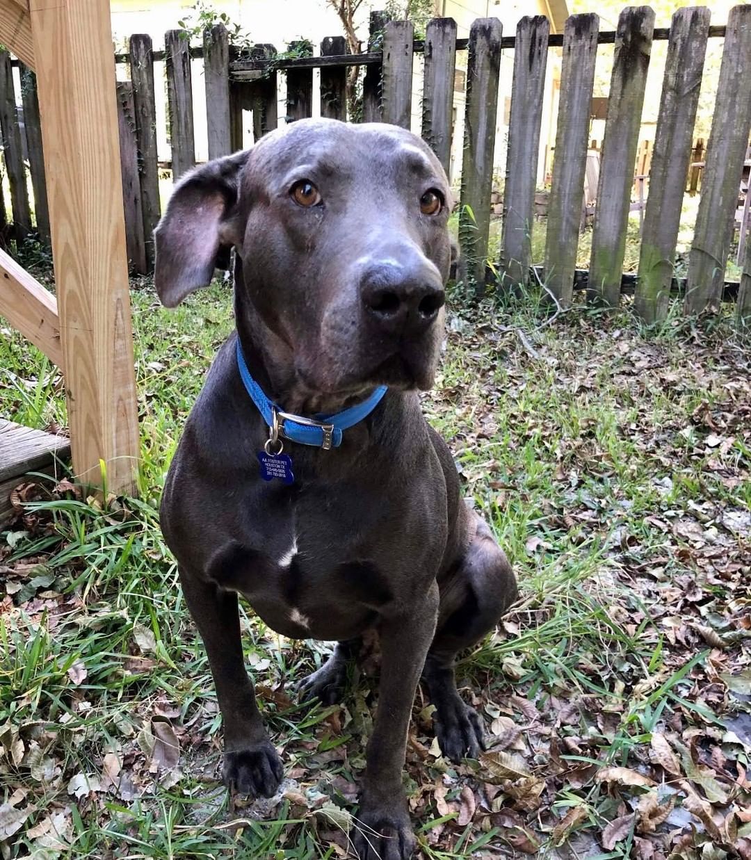 Duke is pretty bummed that we had to reschedule our Holiday Artisan Market (Dec 11 y’all!), but he is absolutely stoked to be rescued. 

This big boy has charmed every single person that he’s met. He’s just THAT sweet and well behaved. And did we mention gorgeous?!? Pictures don’t do his gorgeous coat justice. If you’re a big dog lover, trust us - you don’t want to miss out on Duke! 

<a target='_blank' href='https://www.instagram.com/explore/tags/adoptme/'>#adoptme</a> <a target='_blank' href='https://www.instagram.com/explore/tags/rescuedog/'>#rescuedog</a> <a target='_blank' href='https://www.instagram.com/explore/tags/ajltotherescue/'>#ajltotherescue</a> <a target='_blank' href='https://www.instagram.com/explore/tags/labmix/'>#labmix</a> <a target='_blank' href='https://www.instagram.com/explore/tags/goodestboy/'>#goodestboy</a> <a target='_blank' href='https://www.instagram.com/explore/tags/weimaranermix/'>#weimaranermix</a> <a target='_blank' href='https://www.instagram.com/explore/tags/weimlife/'>#weimlife</a> <a target='_blank' href='https://www.instagram.com/explore/tags/pawfection/'>#pawfection</a>