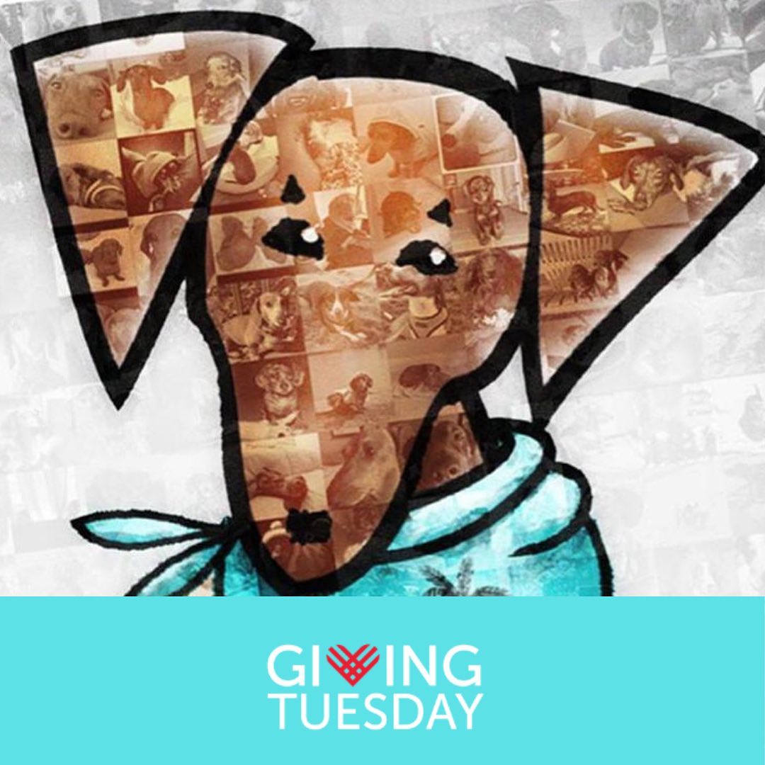 <a target='_blank' href='https://www.instagram.com/explore/tags/GivingTuesday/'>#GivingTuesday</a> is a 🌎global generosity 🌏movement, unleashing the power of radical generosity to transform communities and the world. 

On Tuesday (or before!) we ask your radical generosity to help DRSF continue to be a safe haven for all those who make their way to our door.

For this <a target='_blank' href='https://www.instagram.com/explore/tags/GivingTuesday/'>#GivingTuesday</a> 2021 we reached out to Forever Families to ask them to share their adoption stories so that we can all hear first hand the happy endings your generosity made possible.

These stories include senior strays, IVDD survivors, euthanization requests, and even a Florida Doxie who found their forever home all the way in Canada 🇨🇦

Each of these stories have been made possible by your donations, and today, on <a target='_blank' href='https://www.instagram.com/explore/tags/GivingTuesday/'>#GivingTuesday</a> your donations will help re-fuel our war chest and make it possible for us to make doxie dreams of 2nd chances come true.