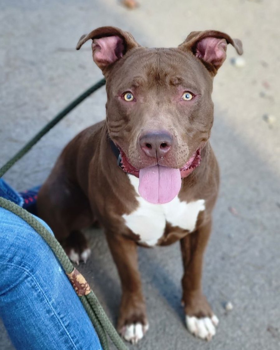 pet id 48980812

Landon is absolutely beautiful and is as sweet as he is handsome. He is a playgroup superstar and loves his time in the yard with our other playful dogs. He did great riding in a car and meeting new people at our last adoption event. He's sponsored with funds for his adopters to use with him to take a fun class and build a bond together. Scoop this guy up quickly!