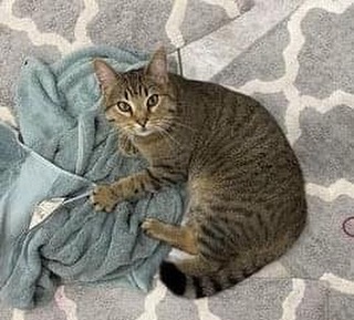 MISSING KITTY - Mustard is missing from his home about 5 miles south of Bayard.  He is a neutered male (no microchip) that just has a Seresto collar on.  Please contact his owner at 641-431-1640 if there are any sightings of him.