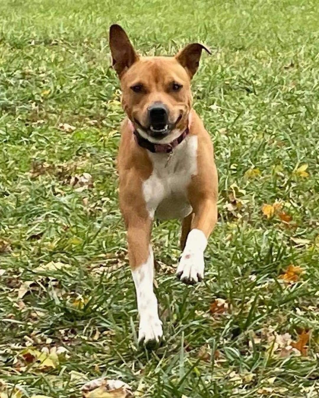 Pippin is an almost 2 yr old terrier mix who is a total lovebug! When she takes a break from frolicking, she loves to cuddle up! She does well with dogs and kids and will make your home complete with her sweet and caring nature. Who will give this girl a place in their home and heart?

https://www.petfinder.com/dog/pippin-53054823/mo/kansas-city/lucky-13-rescue-inc-mo689/

Interested in adopting?
https://www.shelterluv.com/matchme/adopt/LUCK/Dog