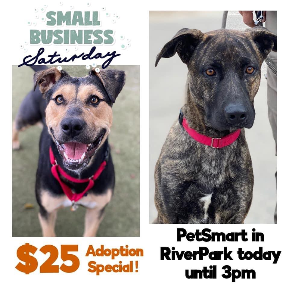 This Small Business Saturday, you can shop AND adopt from your local animal shelter!  Stop by the PetSmart in RiverPark today until 3:00pm to meet lovely Nevada, handsome Cruz, and several of their furry pals.  They’re available for adoption for just $25!! See you there! <a target='_blank' href='https://www.instagram.com/explore/tags/smallbusinesssaturday/'>#smallbusinesssaturday</a> <a target='_blank' href='https://www.instagram.com/explore/tags/webelieveinshelterdogs/'>#webelieveinshelterdogs</a>