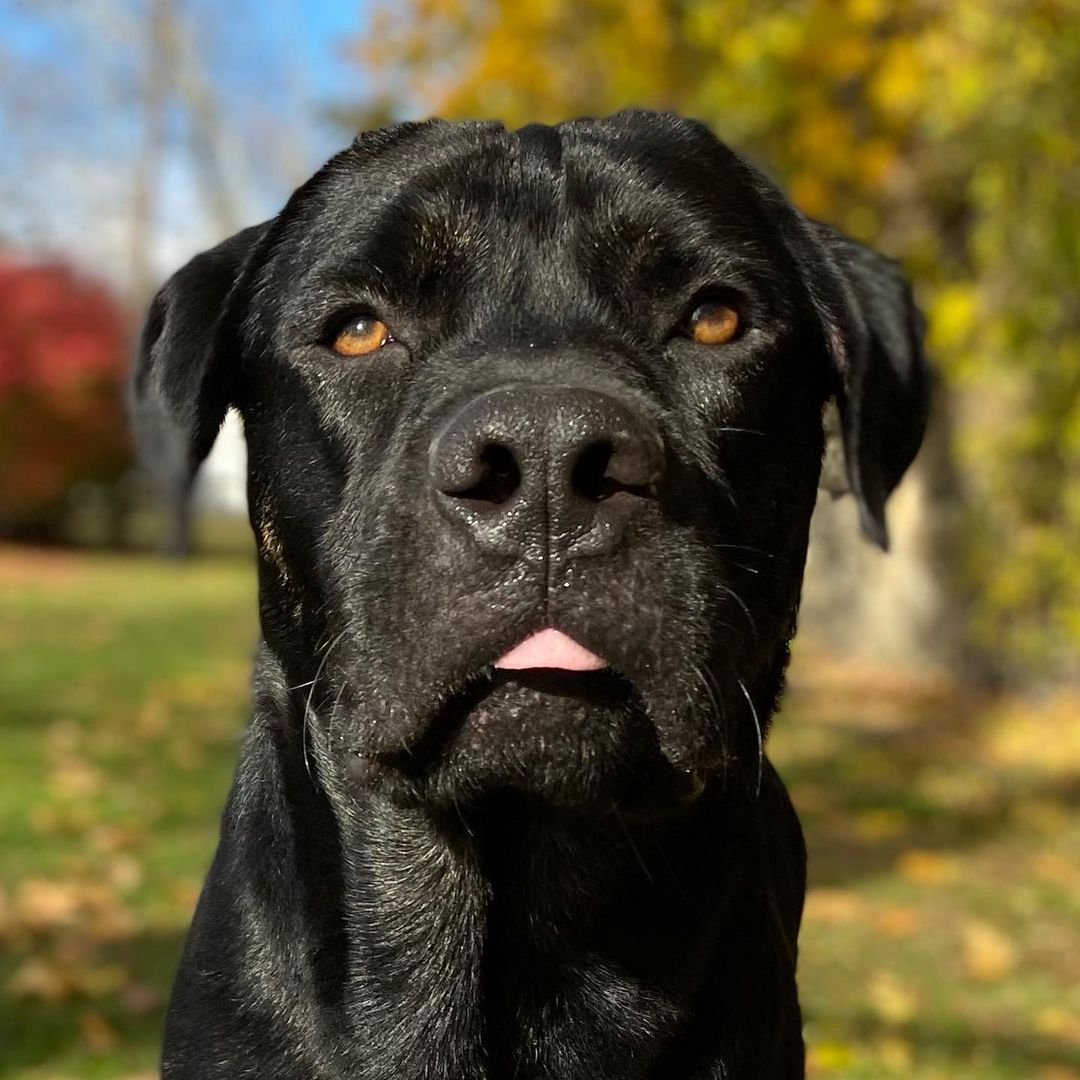 Meet Solo! A <a target='_blank' href='https://www.instagram.com/explore/tags/CaneCorso/'>#CaneCorso</a> mix this guy is true to his breed; weary of strangers but putty in your hand once he trusts you. Solo is a large puppy, still learning manners, gaining confidence and navigating life with a rough start. He is about 90lbs and still growing, so a large breed experienced home is required. Smart and eager to please Solo has shown us he wants to be the goodest boy, he knows sit, is working on down and most of the time walks in a perfect heel. Solo loves to play with dogs of all sizes but may be a bit much for dogs under 30lbs, he has zero body awareness and those giant paws may accidentally hurt a small dog. Fully vetted, and ready to go home Solo is looking for an adult only/older teen home, a dog companion would be fantastic and we have not yet cat tested him. 
🐾
Follow the link in our bio to apply for Solo or one of our other great dogs. We have some dogs looking for homes with a bunch more arriving next weekend (click the Coming Soon button to see them!). 
:
:
:
<a target='_blank' href='https://www.instagram.com/explore/tags/canecorsopuppy/'>#canecorsopuppy</a> <a target='_blank' href='https://www.instagram.com/explore/tags/canecorsoofinstagram/'>#canecorsoofinstagram</a> <a target='_blank' href='https://www.instagram.com/explore/tags/mutt/'>#mutt</a> <a target='_blank' href='https://www.instagram.com/explore/tags/goodboy/'>#goodboy</a> <a target='_blank' href='https://www.instagram.com/explore/tags/lab/'>#lab</a> <a target='_blank' href='https://www.instagram.com/explore/tags/labrador/'>#labrador</a> <a target='_blank' href='https://www.instagram.com/explore/tags/labmix/'>#labmix</a> <a target='_blank' href='https://www.instagram.com/explore/tags/bigboy/'>#bigboy</a> <a target='_blank' href='https://www.instagram.com/explore/tags/adopt/'>#adopt</a> <a target='_blank' href='https://www.instagram.com/explore/tags/adoptdontshop/'>#adoptdontshop</a> <a target='_blank' href='https://www.instagram.com/explore/tags/adoption/'>#adoption</a> <a target='_blank' href='https://www.instagram.com/explore/tags/rescue/'>#rescue</a> <a target='_blank' href='https://www.instagram.com/explore/tags/rescuedog/'>#rescuedog</a> <a target='_blank' href='https://www.instagram.com/explore/tags/rescuedogsofinstagram/'>#rescuedogsofinstagram</a> <a target='_blank' href='https://www.instagram.com/explore/tags/rescued/'>#rescued</a> <a target='_blank' href='https://www.instagram.com/explore/tags/rescuedismyfavoritebreed/'>#rescuedismyfavoritebreed</a> <a target='_blank' href='https://www.instagram.com/explore/tags/cute/'>#cute</a> <a target='_blank' href='https://www.instagram.com/explore/tags/blacklab/'>#blacklab</a> <a target='_blank' href='https://www.instagram.com/explore/tags/blackdog/'>#blackdog</a> <a target='_blank' href='https://www.instagram.com/explore/tags/dog/'>#dog</a> <a target='_blank' href='https://www.instagram.com/explore/tags/dogmom/'>#dogmom</a> <a target='_blank' href='https://www.instagram.com/explore/tags/dogdad/'>#dogdad</a> <a target='_blank' href='https://www.instagram.com/explore/tags/dogsofinstagram/'>#dogsofinstagram</a> <a target='_blank' href='https://www.instagram.com/explore/tags/autumn/'>#autumn</a> <a target='_blank' href='https://www.instagram.com/explore/tags/fall/'>#fall</a> <a target='_blank' href='https://www.instagram.com/explore/tags/photooftheday/'>#photooftheday</a> <a target='_blank' href='https://www.instagram.com/explore/tags/dogslife/'>#dogslife</a> <a target='_blank' href='https://www.instagram.com/explore/tags/dogoftheday/'>#dogoftheday</a> <a target='_blank' href='https://www.instagram.com/explore/tags/mastiff/'>#mastiff</a>