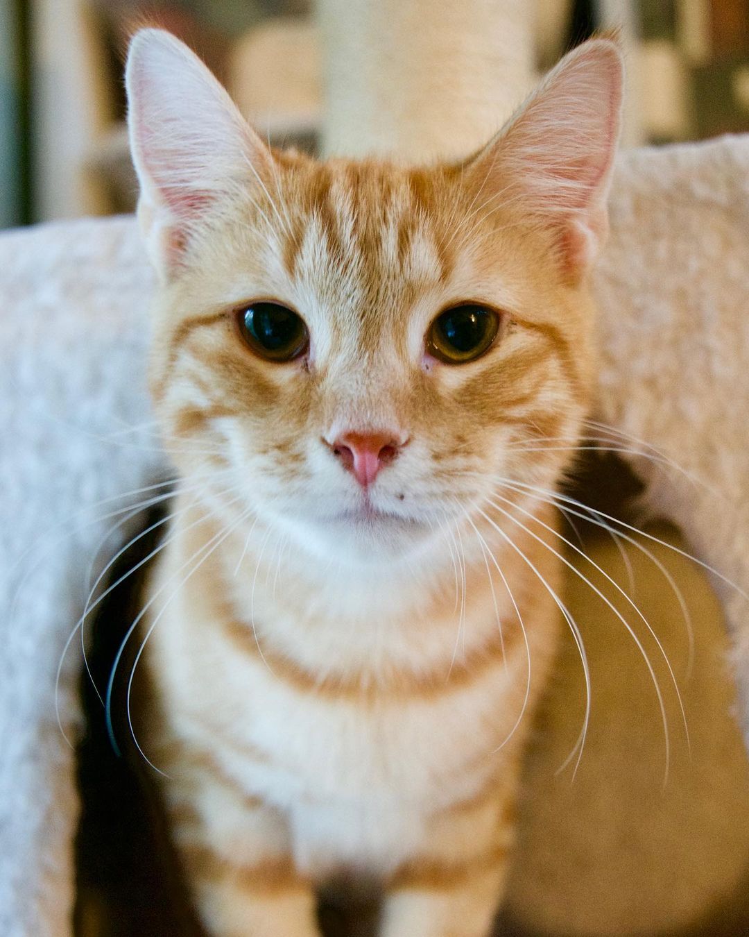 Joey just moved to a foster home to be a playmate for Clay. It took him just minutes to start exploring and he was cuddled up on foster mom’s lap shortly after that. Joey is a bold and friendly boy! He’s about 7 months old and is one of the few kittens from the Seagrove colony still looking for a forever home. Apply to adopt on our website www.sparklecatrescue.org
.
.
.
.
<a target='_blank' href='https://www.instagram.com/explore/tags/gingercat/'>#gingercat</a> <a target='_blank' href='https://www.instagram.com/explore/tags/catsofinstagram/'>#catsofinstagram</a> <a target='_blank' href='https://www.instagram.com/explore/tags/adoptdontshop/'>#adoptdontshop</a> <a target='_blank' href='https://www.instagram.com/explore/tags/fostercat/'>#fostercat</a> <a target='_blank' href='https://www.instagram.com/explore/tags/rescuecatsrock/'>#rescuecatsrock</a> <a target='_blank' href='https://www.instagram.com/explore/tags/burlingtonnc/'>#burlingtonnc</a> <a target='_blank' href='https://www.instagram.com/explore/tags/chapelhillnc/'>#chapelhillnc</a> spayandneuter <a target='_blank' href='https://www.instagram.com/explore/tags/adoptme/'>#adoptme</a> <a target='_blank' href='https://www.instagram.com/explore/tags/fosteringsaveslives/'>#fosteringsaveslives</a> <a target='_blank' href='https://www.instagram.com/explore/tags/fostercatsofinstagram/'>#fostercatsofinstagram</a> <a target='_blank' href='https://www.instagram.com/explore/tags/adoptable/'>#adoptable</a> <a target='_blank' href='https://www.instagram.com/explore/tags/kitten/'>#kitten</a>