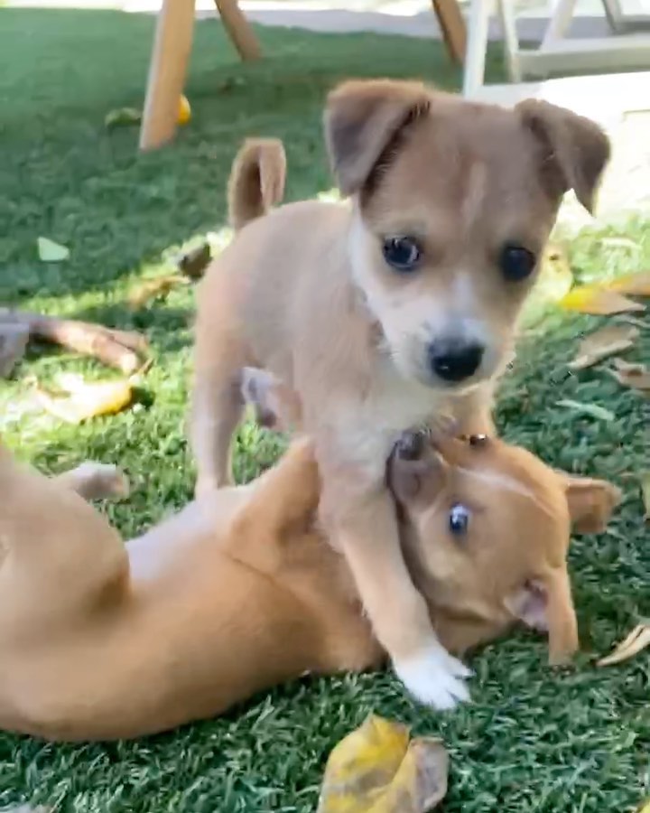 ⚠️ SAMANTHA & STEVE 👋🏻
🧡 Still need a home! 💕

💕 SAMANTHA - 8 week old, female, terrier mix. Expected to be 10-15 lbs fully grown. (Cream Coloring). 

Samantha is the princess of the bunch! She's the first one to be ready to play. She loves toys, to nibble just about anything, and most of all to snuggle. She's not afraid of anything. Even big dogs.  She's petite and precious. 

🧡 STEVE - 8 week old, male, terrier mix. Expected to be 10-15 lbs fully grown. (Brown Coloring). 

Steve is a very sweet boy who's always up for playtime and kisses!  He's got great energy and loves to be held.  He is great with kids and other dogs. 

To apply to adopt Steve or Samantha (or both!) into your home please submit an adoption application on our website! 

📮 WagmorPets.org/Adoption 

🧡👋🏻 Can’t adopt? Help us find these puppies a home by sharing this post with your friends and family! 

🐶 <a target='_blank' href='https://www.instagram.com/explore/tags/wagmorpets/'>#wagmorpets</a> <a target='_blank' href='https://www.instagram.com/explore/tags/puppiesforall/'>#puppiesforall</a> <a target='_blank' href='https://www.instagram.com/explore/tags/puppiesofinstagram/'>#puppiesofinstagram</a> <a target='_blank' href='https://www.instagram.com/explore/tags/terrierpuppy/'>#terrierpuppy</a> <a target='_blank' href='https://www.instagram.com/explore/tags/puppies/'>#puppies</a> <a target='_blank' href='https://www.instagram.com/explore/tags/dogs/'>#dogs</a> 🐶