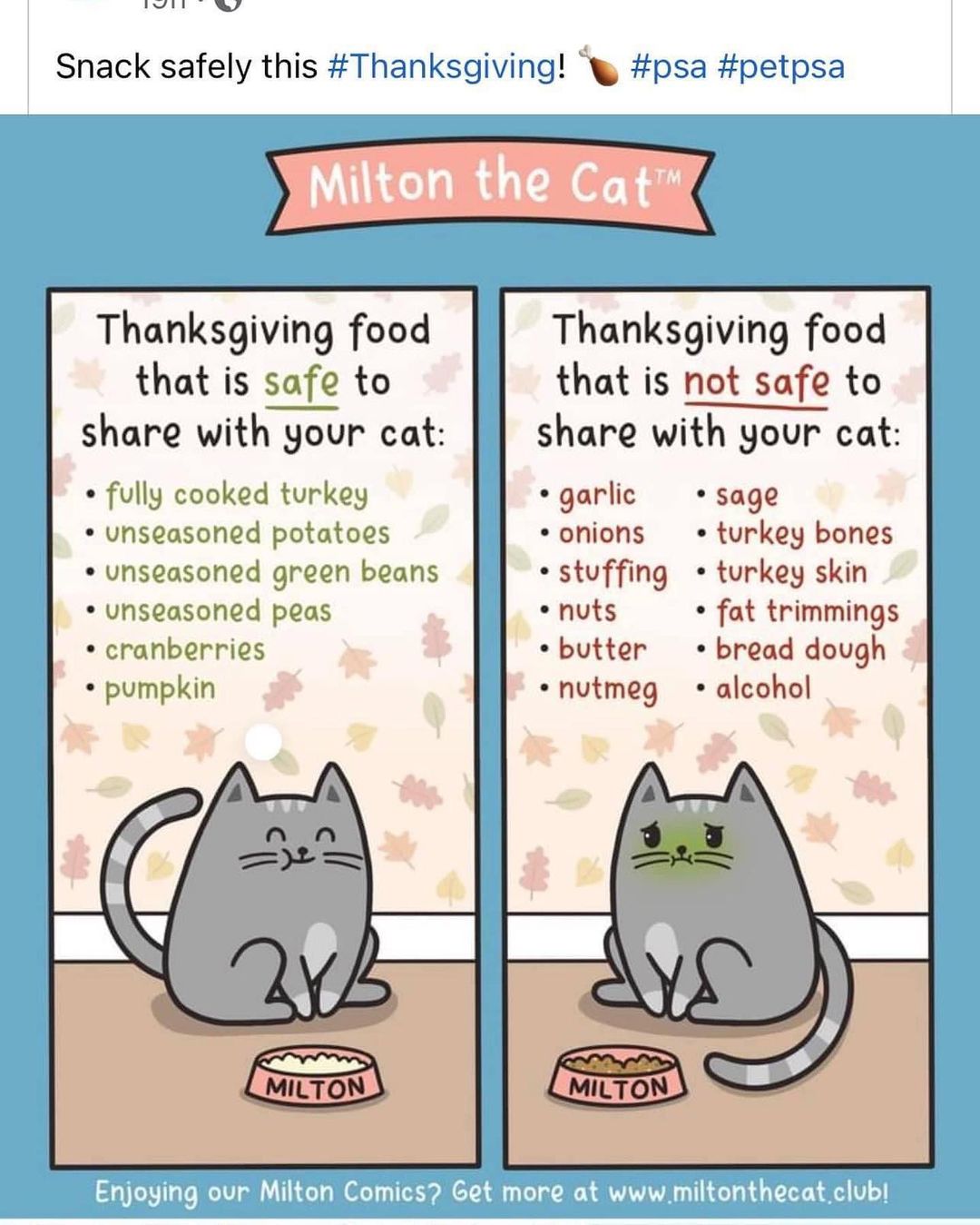 What to feed your cat and what to NOT feed your cat on thanksgiving!