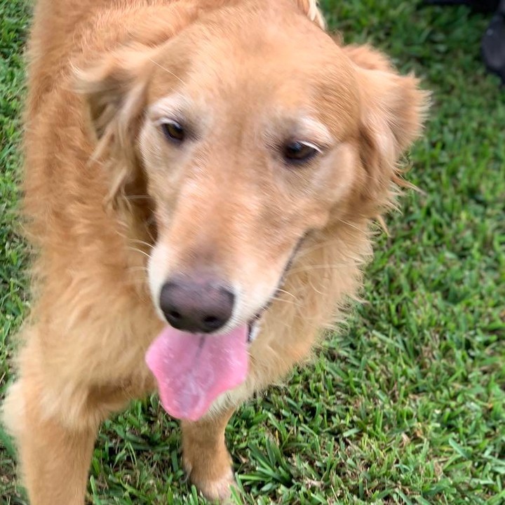 On the Eve of Thanksgiving we introduced Sandy.  She is a gorgeous 6 year old Golden Retriever.  She is a bundle of energy and just so loving. Your typical golden girl bounding from one person to the next. We love Sandy and you will too.  We are closed for the holiday tomorrow but you can still submit your application if you are interested in Sandy and we will get back to you next week. Sandy is good with dogs, cats and kids.

Palm City, FL

Application-

https://thefarmdogrescue.com/farm/adopt-application/