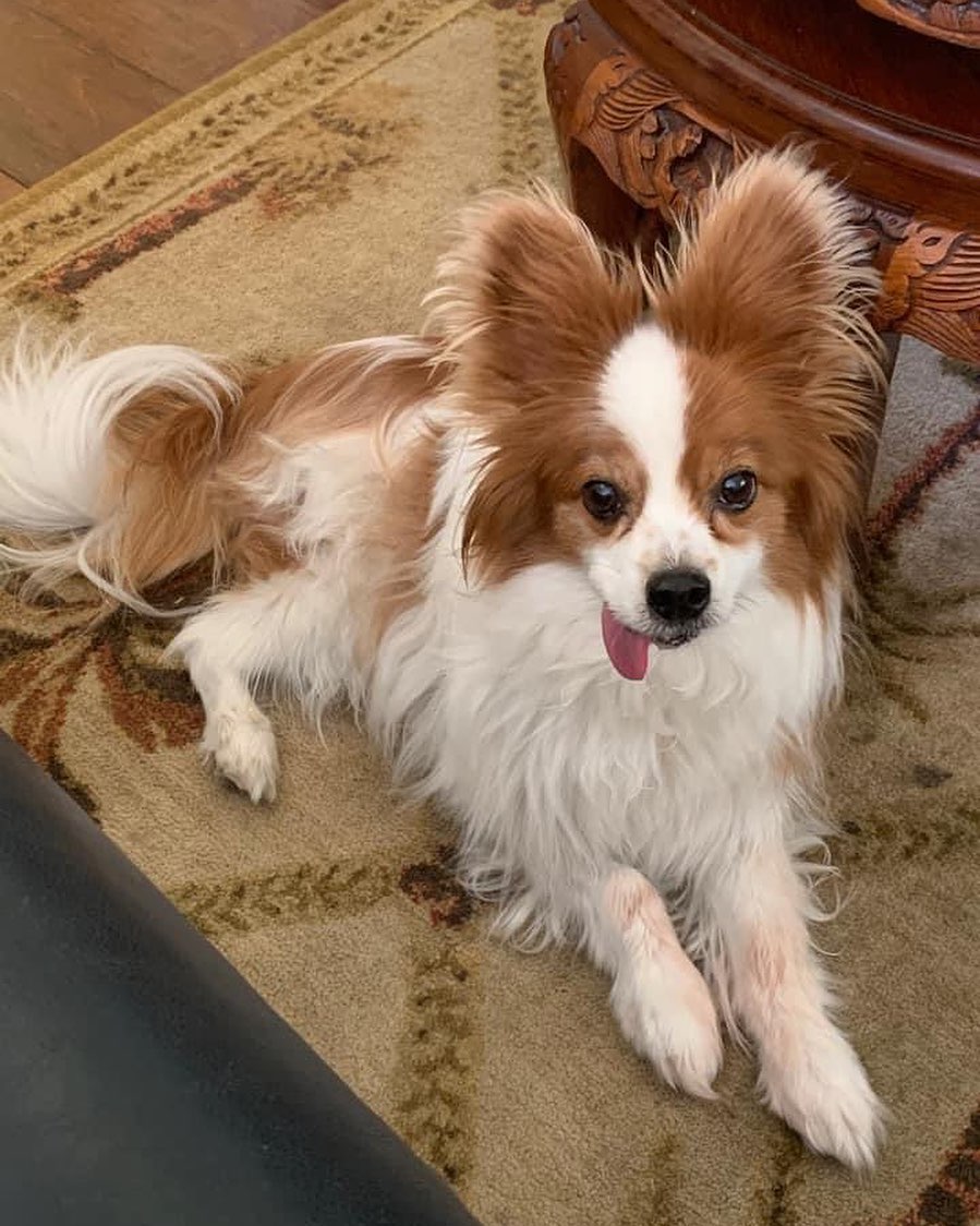 Pierre looking dapper. His meds finally seem to be helping him. <a target='_blank' href='https://www.instagram.com/explore/tags/papillon/'>#papillon</a> <a target='_blank' href='https://www.instagram.com/explore/tags/senior/'>#senior</a> <a target='_blank' href='https://www.instagram.com/explore/tags/specialNeeds/'>#specialNeeds</a>