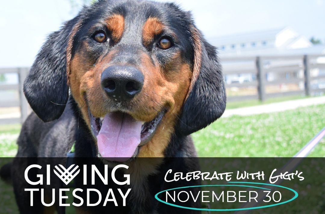 This <a target='_blank' href='https://www.instagram.com/explore/tags/GivingTuesday/'>#GivingTuesday</a> start your own fundraiser to save shelter dogs with just a few clicks 👉 facebook.com/fund/gigisfordogs Together we can help rural, homeless dogs find their forever family! 💗