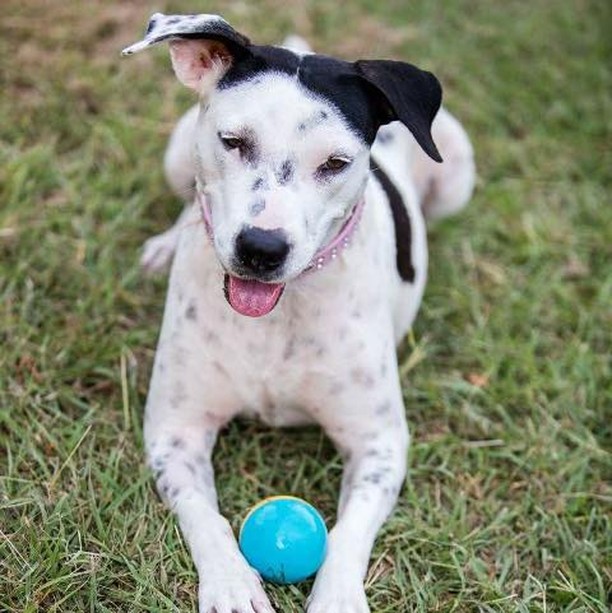 𝗧𝗛𝗘𝗡 ➡️ 𝗡𝗢𝗪
Tracy was found emaciated and dehydrated, hidden on a train coming in from Mexico. She almost was beyond us helping but we got to her just in time! She had a deadly sexually transmitted disease which required chemotherapy treatments and she almost died from tick disease. 

Tracy overcame the odds and is now living happily in texas with the foster that helped nurse her back to health 🥰

Please support us this <a target='_blank' href='https://www.instagram.com/explore/tags/Giving/'>#Giving</a> Tuesday so that we can continue saving dogs like Tracy and giving them their happily ever after!

Donation can be sent:
🐾 via PayPal: https://www.paypal.me/
snarrnortheast
🐾 website: www.snarrnortheast.org/donate
🐾 Venmo @CB-snarrnortheast
🐾 Mail to : PO Box 307 White Plains NY 10602
🐾 Giving Grid: https://www.givinggrid.com/ouphtz/
🐾 Facebook Fundraiser: https://www.facebook.com/donate/881080309216115/

<a target='_blank' href='https://www.instagram.com/explore/tags/adoptdontshop/'>#adoptdontshop</a> <a target='_blank' href='https://www.instagram.com/explore/tags/rescue/'>#rescue</a> <a target='_blank' href='https://www.instagram.com/explore/tags/animallovers/'>#animallovers</a> <a target='_blank' href='https://www.instagram.com/explore/tags/dog/'>#dog</a> <a target='_blank' href='https://www.instagram.com/explore/tags/love/'>#love</a> <a target='_blank' href='https://www.instagram.com/explore/tags/dogrescue/'>#dogrescue</a> <a target='_blank' href='https://www.instagram.com/explore/tags/rescuedog/'>#rescuedog</a> <a target='_blank' href='https://www.instagram.com/explore/tags/adopt/'>#adopt</a>
<a target='_blank' href='https://www.instagram.com/explore/tags/fosteringsaveslives/'>#fosteringsaveslives</a> <a target='_blank' href='https://www.instagram.com/explore/tags/doglover/'>#doglover</a> <a target='_blank' href='https://www.instagram.com/explore/tags/snarrnortheastrescue/'>#snarrnortheastrescue</a> <a target='_blank' href='https://www.instagram.com/explore/tags/givinghopetothehopeless/'>#givinghopetothehopeless</a> <a target='_blank' href='https://www.instagram.com/explore/tags/secondchances/'>#secondchances</a> <a target='_blank' href='https://www.instagram.com/explore/tags/donate/'>#donate</a> <a target='_blank' href='https://www.instagram.com/explore/tags/givingtuesday/'>#givingtuesday</a>