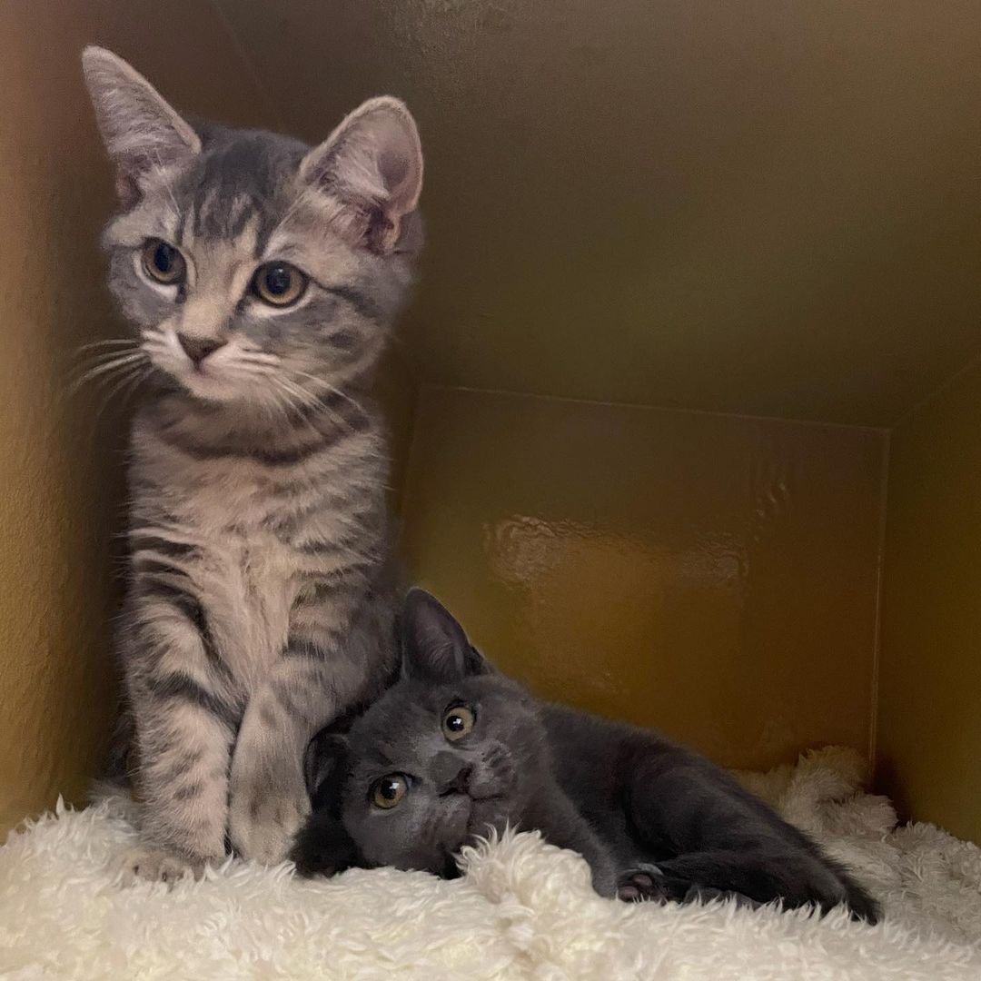 Adorable Wendy and Tinkerbell are out at Petsmart River Park looking for their happily ever afters! These sweet girls are 10 weeks old and are fixed and ready to go! Come adopt one or both today! Contact (559)267-3607 with any questions!