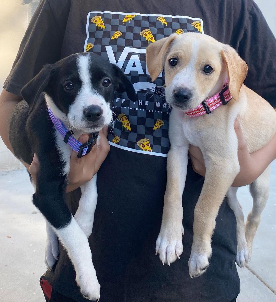 Hi, we are the girls from the “Latin” litter. We are 10 week old pittie/poodle mixes ready for our forever homes! 🐶💫

Our mom is a grey pittie (around 40 lbs) and our dad is a poodle (see picture attached), so we think we'll be about 30 lbs full grown! We were part of an accidental litter and almost ended up in the shelter with our mom before a kind lady stepped in and welcomed us into her home. 

She and her family (including 3 kids and 4 other doggos!) raised us for the past ten weeks, but knew she could not handle us anymore and entrusted HIT Living to place us with the best families! We are now split up in a few different foster homes while we wait for our new homes. We are all healthy, playful pups who love to play just as much as we love to cuddle with our people. 💛

HIT Living is looking for individuals or families who are willing to put in the time and effort to raise a puppy and who are ready to commit to loving us FOR LIFE! 

There’s 6 boys and 3 girls total. The puppies featured in this post are:

- J Lo (black/white, short hair)
- Shakira (white/tan, short hair)
- Selena (all black, short hair, runt)

Apply to adopt us at hitlivingfoundation.org

<a target='_blank' href='https://www.instagram.com/explore/tags/hitliving/'>#hitliving</a> <a target='_blank' href='https://www.instagram.com/explore/tags/foundlove/'>#foundlove</a> <a target='_blank' href='https://www.instagram.com/explore/tags/pitbullpuppies/'>#pitbullpuppies</a> <a target='_blank' href='https://www.instagram.com/explore/tags/pittiepuppy/'>#pittiepuppy</a> <a target='_blank' href='https://www.instagram.com/explore/tags/poodlepuppies/'>#poodlepuppies</a> <a target='_blank' href='https://www.instagram.com/explore/tags/poodlemix/'>#poodlemix</a> <a target='_blank' href='https://www.instagram.com/explore/tags/puppyoftheday/'>#puppyoftheday</a> <a target='_blank' href='https://www.instagram.com/explore/tags/puppiesofinsta/'>#puppiesofinsta</a> <a target='_blank' href='https://www.instagram.com/explore/tags/puppiesoftheday/'>#puppiesoftheday</a> <a target='_blank' href='https://www.instagram.com/explore/tags/losangeles/'>#losangeles</a> <a target='_blank' href='https://www.instagram.com/explore/tags/puppiesmakemehappy/'>#puppiesmakemehappy</a> <a target='_blank' href='https://www.instagram.com/explore/tags/sfv/'>#sfv</a>
