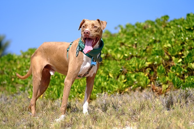 Certified GoodBoy™️ Brembo has a lot of us scratching our heads and wondering… 💭why hasn’t he been adopted yet?!! 🤔

Brembo is a friendly, happy guy who loves everyone he meets. He has previously lived with other dogs and has gotten along with the dogs at the shelter. He thinks car rides and adventures are the best and can’t wait to be your best friend.

Thanks to @chadegoddard who spent the day with Brembo (<a target='_blank' href='https://www.instagram.com/explore/tags/FieldTripsForShelterDogs/'>#FieldTripsForShelterDogs</a>) and captured these gorgeous photos of this handsome boy.

To learn more about Brembo, click on <a target='_blank' href='https://www.instagram.com/explore/tags/AdoptBremboHIHS/'>#AdoptBremboHIHS</a> or visit hihs.org. To make this kiddo yours, submit an application at hihs.org TODAY!

<a target='_blank' href='https://www.instagram.com/explore/tags/hawaii/'>#hawaii</a> <a target='_blank' href='https://www.instagram.com/explore/tags/adventuredog/'>#adventuredog</a> <a target='_blank' href='https://www.instagram.com/explore/tags/gooddog/'>#gooddog</a> <a target='_blank' href='https://www.instagram.com/explore/tags/hawaiidog/'>#hawaiidog</a> <a target='_blank' href='https://www.instagram.com/explore/tags/pibble/'>#pibble</a> <a target='_blank' href='https://www.instagram.com/explore/tags/pibblesofinstagram/'>#pibblesofinstagram</a> <a target='_blank' href='https://www.instagram.com/explore/tags/pittienation/'>#pittienation</a> <a target='_blank' href='https://www.instagram.com/explore/tags/shelterdog/'>#shelterdog</a> <a target='_blank' href='https://www.instagram.com/explore/tags/shelterdogsofinstagram/'>#shelterdogsofinstagram</a>