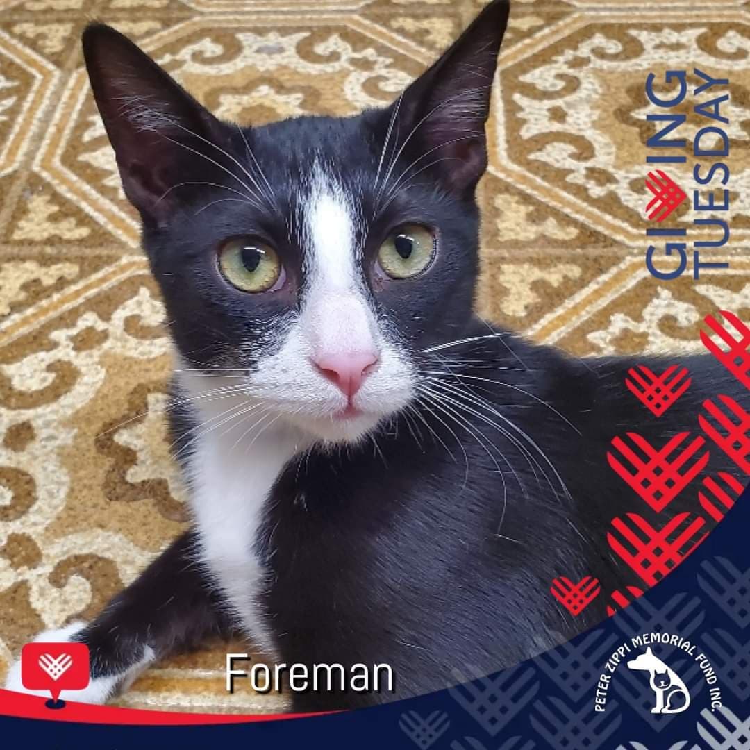 Mark your calendar! November 30th is <a target='_blank' href='https://www.instagram.com/explore/tags/GivingTuesday/'>#GivingTuesday</a>. There are many ways to help cats & kittens like Foreman. Have you thought about the ways you can give? 😻😻 <a target='_blank' href='https://www.instagram.com/explore/tags/adoptdontshop/'>#adoptdontshop</a> <a target='_blank' href='https://www.instagram.com/explore/tags/adoptlocal/'>#adoptlocal</a>  <a target='_blank' href='https://www.instagram.com/explore/tags/cats/'>#cats</a> <a target='_blank' href='https://www.instagram.com/explore/tags/kittens/'>#kittens</a> <a target='_blank' href='https://www.instagram.com/explore/tags/NKLA/'>#NKLA</a> <a target='_blank' href='https://www.instagram.com/explore/tags/PetAdoption/'>#PetAdoption</a> <a target='_blank' href='https://www.instagram.com/explore/tags/PeterZippiFund/'>#PeterZippiFund</a> <a target='_blank' href='https://www.instagram.com/explore/tags/rescuepetsrock/'>#rescuepetsrock</a> <a target='_blank' href='https://www.instagram.com/explore/tags/zippicat/'>#zippicat</a>