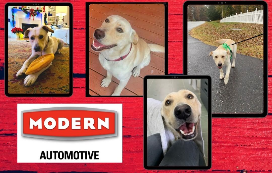 🌟Modern Automotive Pet of the Month🌟
Meet Charlie 🐶! We were called to rescue Charlie by a concerned neighbor.  Charlie's owner had passed away and he was left outside chained to a tree.  He was immediately given medical care and then taken to a foster home 
where he has acclimated to life in a warm, safe home.  Charlie is a one year old, yellow lab who enjoys play time, snacks, cuddling and belly rubs.  He is good with people but is cautious  around other dogs. Charlie is house trained and  walks well on a leash.
Charlie deserves to go to a loving home after his rough start. If you think you may just be that person, please visit hsdavie.org and fill out an application.  If not, please share ❤
<a target='_blank' href='https://www.instagram.com/explore/tags/adoptdontshop/'>#adoptdontshop</a> <a target='_blank' href='https://www.instagram.com/explore/tags/modernautomotive/'>#modernautomotive</a> <a target='_blank' href='https://www.instagram.com/explore/tags/modernmakesadifference/'>#modernmakesadifference</a> <a target='_blank' href='https://www.instagram.com/explore/tags/sharingiscaring/'>#sharingiscaring</a> <a target='_blank' href='https://www.instagram.com/explore/tags/labsofinstagram/'>#labsofinstagram</a>