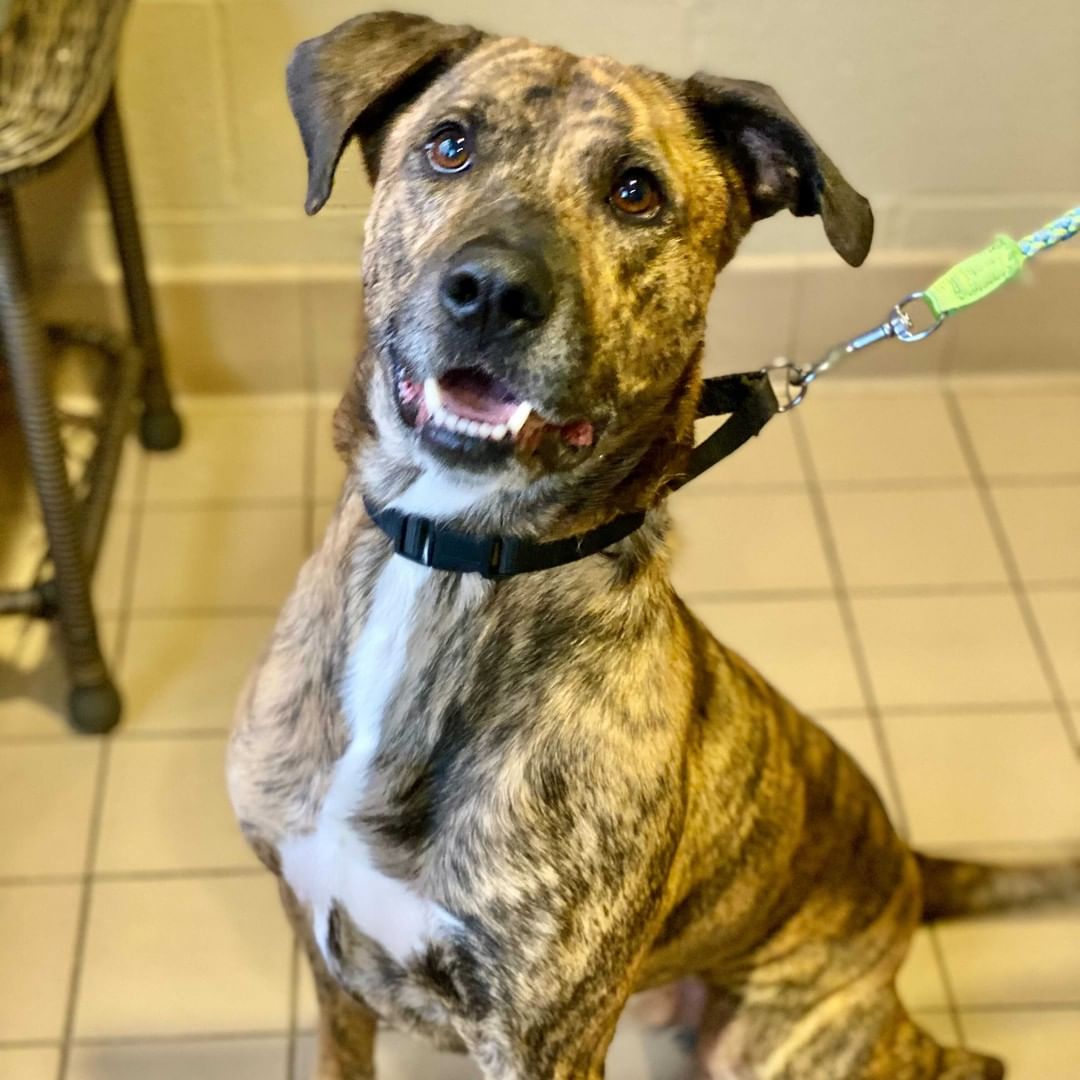 Ruh-Roh Raggy! A good ole' boy named Scooby landed in our care! Our Scooby is a super handsome, 3 and a half year old Boxer-Mix. He loves his Scooby snacks (treats, of course) and is very motivated to please humans. He sits nicely and we think he would be a great candidate to learn more. He doesn’t seem reactive to other dogs, but we always like to do a meet and greet to be sure it’s a good fit (please bring proof of rabies for your current dog). Scooby is looking for his very own Scooby Gang – is that your family? Scooby is neutered, up to date on vaccines, negative for FIV and FeLV, and microchipped. CHS is open 12-6 pm Tuesday through Saturday. Adoptions stop at 5:30 pm. 

<a target='_blank' href='https://www.instagram.com/explore/tags/CHS/'>#CHS</a> <a target='_blank' href='https://www.instagram.com/explore/tags/LoveAtFirstLick/'>#LoveAtFirstLick</a> <a target='_blank' href='https://www.instagram.com/explore/tags/adopt/'>#adopt</a> <a target='_blank' href='https://www.instagram.com/explore/tags/shelterdog/'>#shelterdog</a>