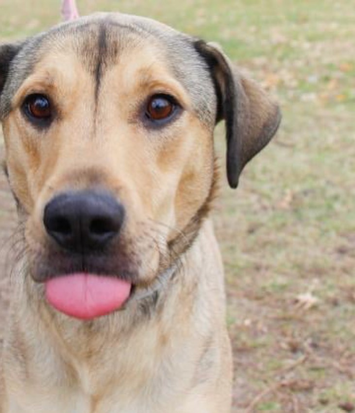 WOOF WOOF! 1/2 price adoptions for dogs and cats 5 months - 6 years of age! Our Pet Adoption Center is open 10am-5pm today and tomorrow. <a target='_blank' href='https://www.instagram.com/explore/tags/rescue/'>#rescue</a> <a target='_blank' href='https://www.instagram.com/explore/tags/adopt/'>#adopt</a> <a target='_blank' href='https://www.instagram.com/explore/tags/love/'>#love</a>