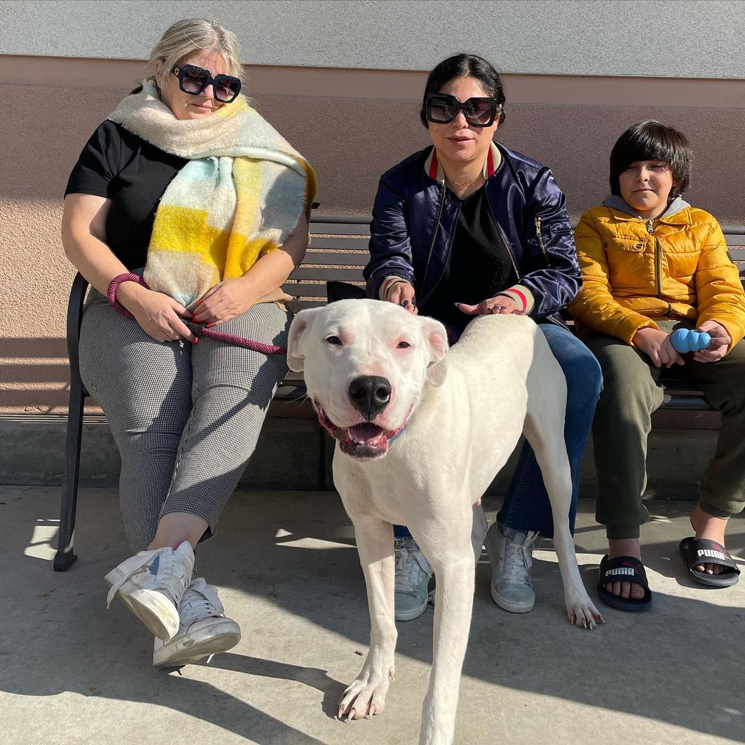 Yay! Tundra is heading to LA with her new amazing family! She will have another Dogo Argentino brother to play with too!