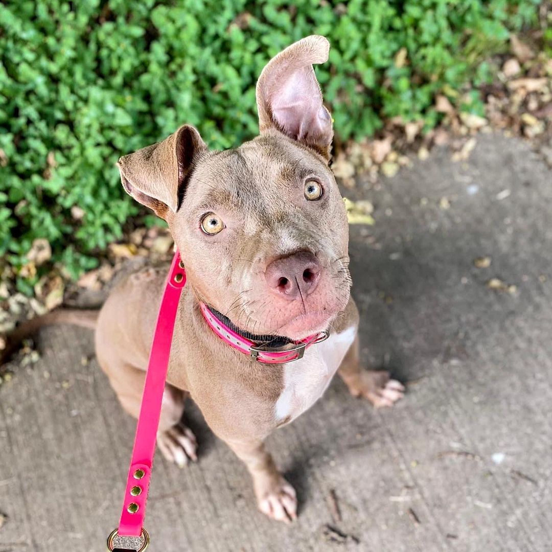 Happy Thanksgiving from Sassy!

She is a roughly 3 year old American Pitbull Terrier mix, this ready to rumble girl IS dog friendly with dogs her size and larger, but does prefer a playmate who will be equally high energy. Sassy has basic obedience, walks well on leash with the help of training tools (though she is working hard to do it without them!), is kennel trained and would excel in a variety of sports like weight pull, lure coursing and dock diving. This girl loves all people, especially the kiddos, she can be a little hyper around kids because she loves them SO much, so would prefer some older kids to rough house with. Sassy is looking for a home with no small dogs or cats/small animals, but would really love to find a home with a doggie friend about her size with someone dedicated to giving her the best life that she deserves!

Please apply to foster Sassy at savinghoperescue.org 🐾