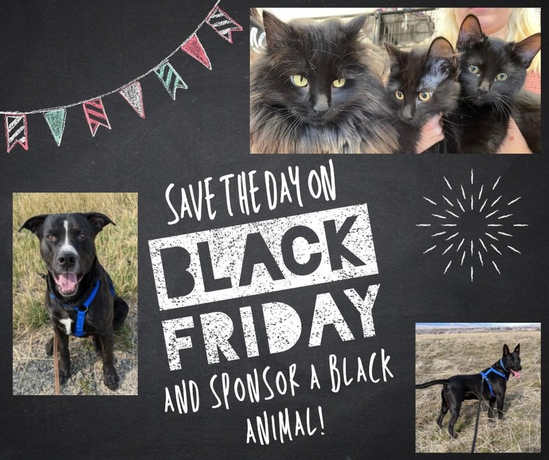 Have a Feel Good Black Friday✨

Honor all our homeless black pets this Black Friday! They’re always the longest tenants and the last to get adopted. Help with their housing expenses by sponsoring for a day, a week, or a month!! Click the link and be a Thanksgiving Hero this Black Friday!!🖤

http://weblink.donorperfect.com/blackfridaysponsor