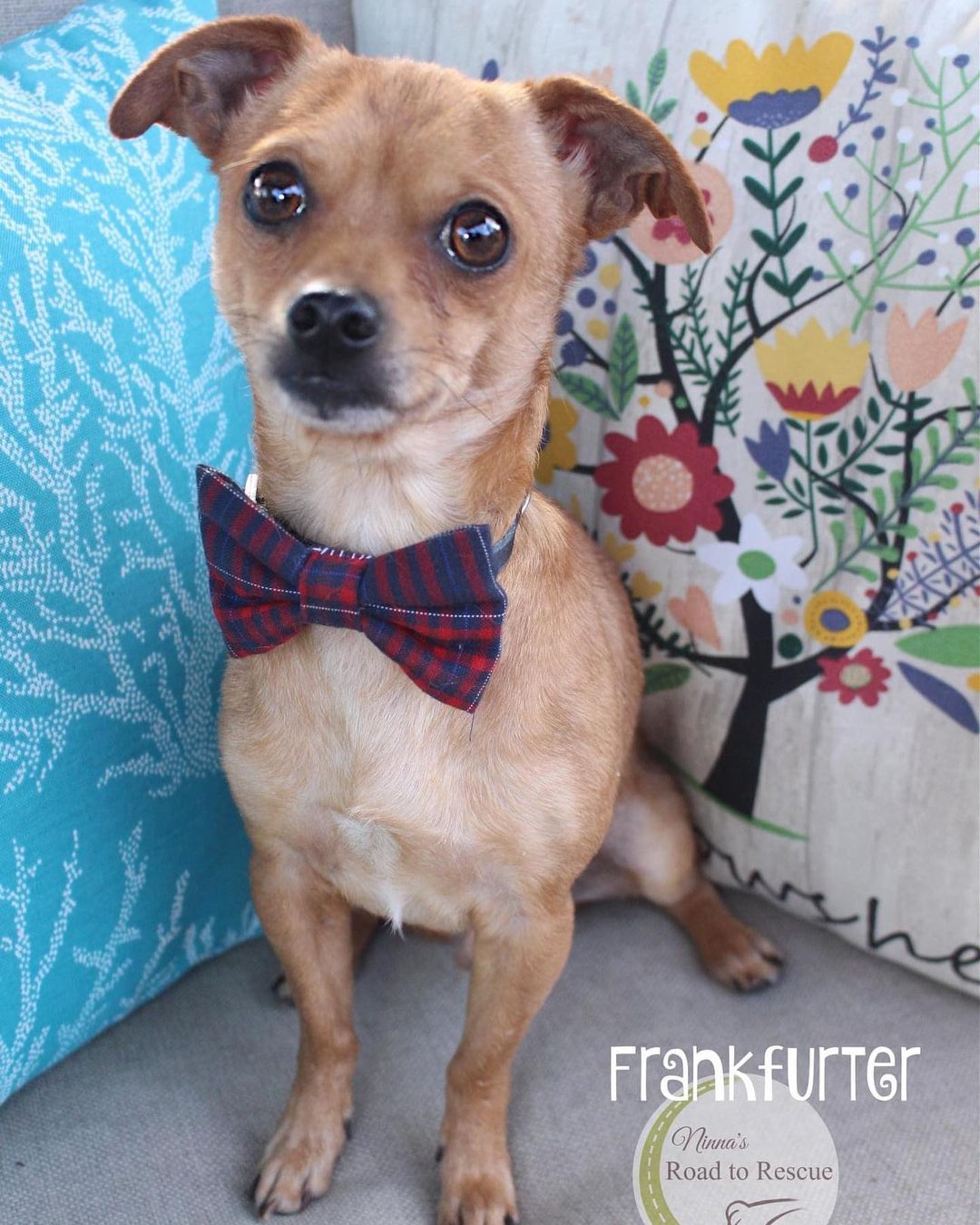 Frankfurter (male)
Intake date:  11/15/2021 
Chihuahua/Dachshund mix
Approx 1 year old
8.10 pounds
Adoption fee: $200, which includes vetting, microchip and microchip enrollment fee 

Good with other dogs:  yes
Cats:  yes

Vetting:  altered (spayed/neutered), UTD on shots, heartworm negative, fecal negative, treated for ringworm and cleared, on monthly flea/tick and heartworm prevention, microchipped

Health issues:  none found

Temperament:  very very sweet and gentle temperament; a bit timid when first meeting someone he doesn’t know, but he bonds SO QUICKLY!

Energy level:  low

Groom needs:  low 

Biography:  Frankfurter came to us from Bossier City Animal Control.  What a doll!  He’s got the biggest brown eyes to just suck you right in!  He does great in a kennel and walks ok on a leash.  He is responsive when called and is just a sweet little guy.  He’s looking for a furever home that will nurture and love him just like we do.