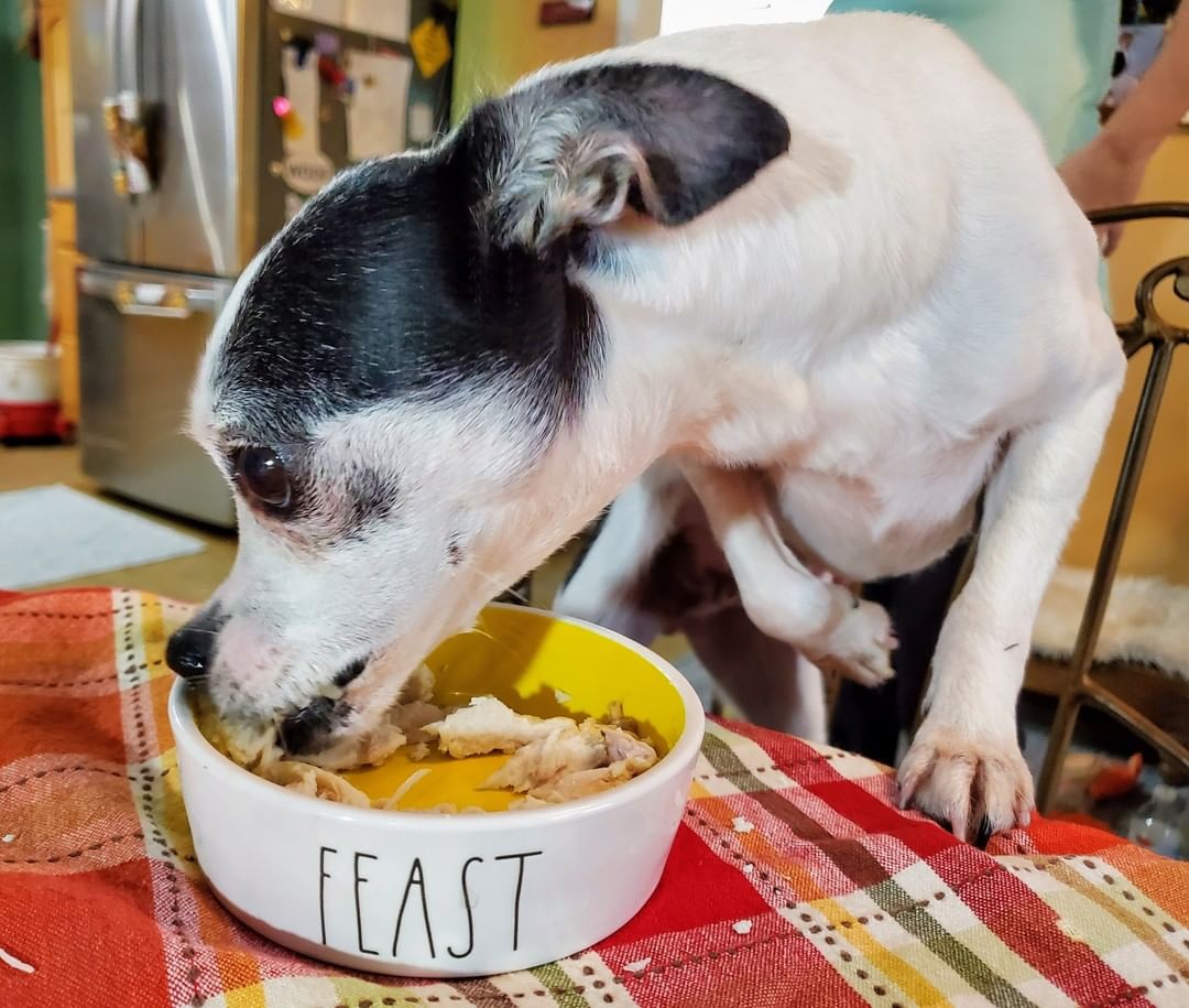 Happy Thanksgiving 🦃 The pups enjoyed a turkey feast prepared and served by the volunteers!