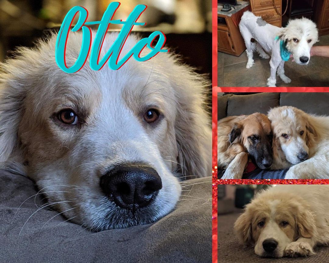 📣 Hello friends, as we move closer to <a target='_blank' href='https://www.instagram.com/explore/tags/givingtuesday/'>#givingtuesday</a> we thought you might want to know where your next donation will go.  Meet Otto! 🐶 Otto is one of our 2-year 10 month old “special needs” dogs who hasn’t been in the limelight as he’s dealing with all sorts of challenges!  We acquired Otto and his wonderful foster family at the inception of our rescue.  He was pulled from an Oswell, NM shelter and it was clear then there was something wrong as he had a “strange gait.” With x-rays his hips proved to be “very good” but other things began to surface.  Next it was a potential neuromuscular disorder and anxiety.  He engaged in PT and a diet change to add muscle so we could get him ready for his neuter.  Otto was diagnosed with “Cryptochidism” where one of his testicles failed to descend into the scrotum.  Unfortunately, this surgery did not end well as the vet was unable to find the retained testicle. 😢 Since the surgery Otto has had some increasingly concerning symptoms, including a tremor and inability to sleep at night, keeping his foster family awake.  The next step seems daunting for this poor boy and our dedicated foster family; a MRI and spinal tap.  As volunteers we sign a contract committing to our values, one is STEWARDSHIP meaning effectively managing the resources for the benefit of the dogs we help.  As a result, we have done our due diligence and sought out several opinions from vets we trust as well as a psychiatrist knowledgeable in medications for dogs with anxiety.  The vets concurred that with his symptoms a MRI and spinal tap are warranted in Otto’s case.  We also sought out two estimates with trusted specialists and the estimate we’ve added here is the lowest for the service.  Otto is scheduled for his appointment on 11/30/2021 which is also <a target='_blank' href='https://www.instagram.com/explore/tags/givingtuesday/'>#givingtuesday</a>!  Can you help us help Otto?  If you would like to donate even $5 that would help!  Find our linktr.ee in our bio 👆🏽and click on the link to our <a target='_blank' href='https://www.instagram.com/explore/tags/givingtuesday/'>#givingtuesday</a> campaign.  Stay tuned as we check in with Otto before his appointment to wish him well.  As always, thank you for your support!  <a target='_blank' href='https://www.instagram.com/explore/tags/greatpyrsandpawsrescue/'>#greatpyrsandpawsrescue</a> <a target='_blank' href='https://www.instagram.com/explore/tags/adoptdontshop/'>#adoptdontshop</a> <a target='_blank' href='https://www.instagram.com/explore/tags/fosterapyr/'>#fosterapyr</a> <a target='_blank' href='https://www.instagram.com/explore/tags/longtermmedicalfoster/'>#longtermmedicalfoster</a> <a target='_blank' href='https://www.instagram.com/explore/tags/whatsyoursuperpower/'>#whatsyoursuperpower</a>