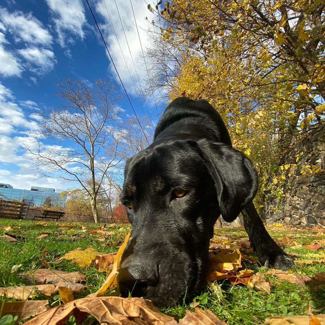 Meet Solo! A <a target='_blank' href='https://www.instagram.com/explore/tags/CaneCorso/'>#CaneCorso</a> mix this guy is true to his breed; weary of strangers but putty in your hand once he trusts you. Solo is a large puppy, still learning manners, gaining confidence and navigating life with a rough start. He is about 90lbs and still growing, so a large breed experienced home is required. Smart and eager to please Solo has shown us he wants to be the goodest boy, he knows sit, is working on down and most of the time walks in a perfect heel. Solo loves to play with dogs of all sizes but may be a bit much for dogs under 30lbs, he has zero body awareness and those giant paws may accidentally hurt a small dog. Fully vetted, and ready to go home Solo is looking for an adult only/older teen home, a dog companion would be fantastic and we have not yet cat tested him. 
🐾
Follow the link in our bio to apply for Solo or one of our other great dogs. We have some dogs looking for homes with a bunch more arriving next weekend (click the Coming Soon button to see them!). 
:
:
:
<a target='_blank' href='https://www.instagram.com/explore/tags/canecorsopuppy/'>#canecorsopuppy</a> <a target='_blank' href='https://www.instagram.com/explore/tags/canecorsoofinstagram/'>#canecorsoofinstagram</a> <a target='_blank' href='https://www.instagram.com/explore/tags/mutt/'>#mutt</a> <a target='_blank' href='https://www.instagram.com/explore/tags/goodboy/'>#goodboy</a> <a target='_blank' href='https://www.instagram.com/explore/tags/lab/'>#lab</a> <a target='_blank' href='https://www.instagram.com/explore/tags/labrador/'>#labrador</a> <a target='_blank' href='https://www.instagram.com/explore/tags/labmix/'>#labmix</a> <a target='_blank' href='https://www.instagram.com/explore/tags/bigboy/'>#bigboy</a> <a target='_blank' href='https://www.instagram.com/explore/tags/adopt/'>#adopt</a> <a target='_blank' href='https://www.instagram.com/explore/tags/adoptdontshop/'>#adoptdontshop</a> <a target='_blank' href='https://www.instagram.com/explore/tags/adoption/'>#adoption</a> <a target='_blank' href='https://www.instagram.com/explore/tags/rescue/'>#rescue</a> <a target='_blank' href='https://www.instagram.com/explore/tags/rescuedog/'>#rescuedog</a> <a target='_blank' href='https://www.instagram.com/explore/tags/rescuedogsofinstagram/'>#rescuedogsofinstagram</a> <a target='_blank' href='https://www.instagram.com/explore/tags/rescued/'>#rescued</a> <a target='_blank' href='https://www.instagram.com/explore/tags/rescuedismyfavoritebreed/'>#rescuedismyfavoritebreed</a> <a target='_blank' href='https://www.instagram.com/explore/tags/cute/'>#cute</a> <a target='_blank' href='https://www.instagram.com/explore/tags/blacklab/'>#blacklab</a> <a target='_blank' href='https://www.instagram.com/explore/tags/blackdog/'>#blackdog</a> <a target='_blank' href='https://www.instagram.com/explore/tags/dog/'>#dog</a> <a target='_blank' href='https://www.instagram.com/explore/tags/dogmom/'>#dogmom</a> <a target='_blank' href='https://www.instagram.com/explore/tags/dogdad/'>#dogdad</a> <a target='_blank' href='https://www.instagram.com/explore/tags/dogsofinstagram/'>#dogsofinstagram</a> <a target='_blank' href='https://www.instagram.com/explore/tags/autumn/'>#autumn</a> <a target='_blank' href='https://www.instagram.com/explore/tags/fall/'>#fall</a> <a target='_blank' href='https://www.instagram.com/explore/tags/photooftheday/'>#photooftheday</a> <a target='_blank' href='https://www.instagram.com/explore/tags/dogslife/'>#dogslife</a> <a target='_blank' href='https://www.instagram.com/explore/tags/dogoftheday/'>#dogoftheday</a> <a target='_blank' href='https://www.instagram.com/explore/tags/mastiff/'>#mastiff</a>