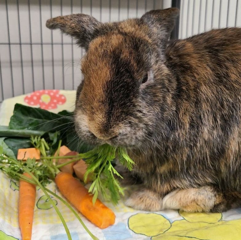 Did you know the Norfolk SPCA is also a temporary home for small mammals searching for their perfect match? 🐰

We currently have a variety of adoptable rabbits to choose from! Rabbits are extremely intelligent, social animals who show affection just like the dogs and cats you may already share your homes with. 

Swipe ⬅️ for photos of some of our current adoptables enjoying some fresh vegetables! 🥕🥬🍠