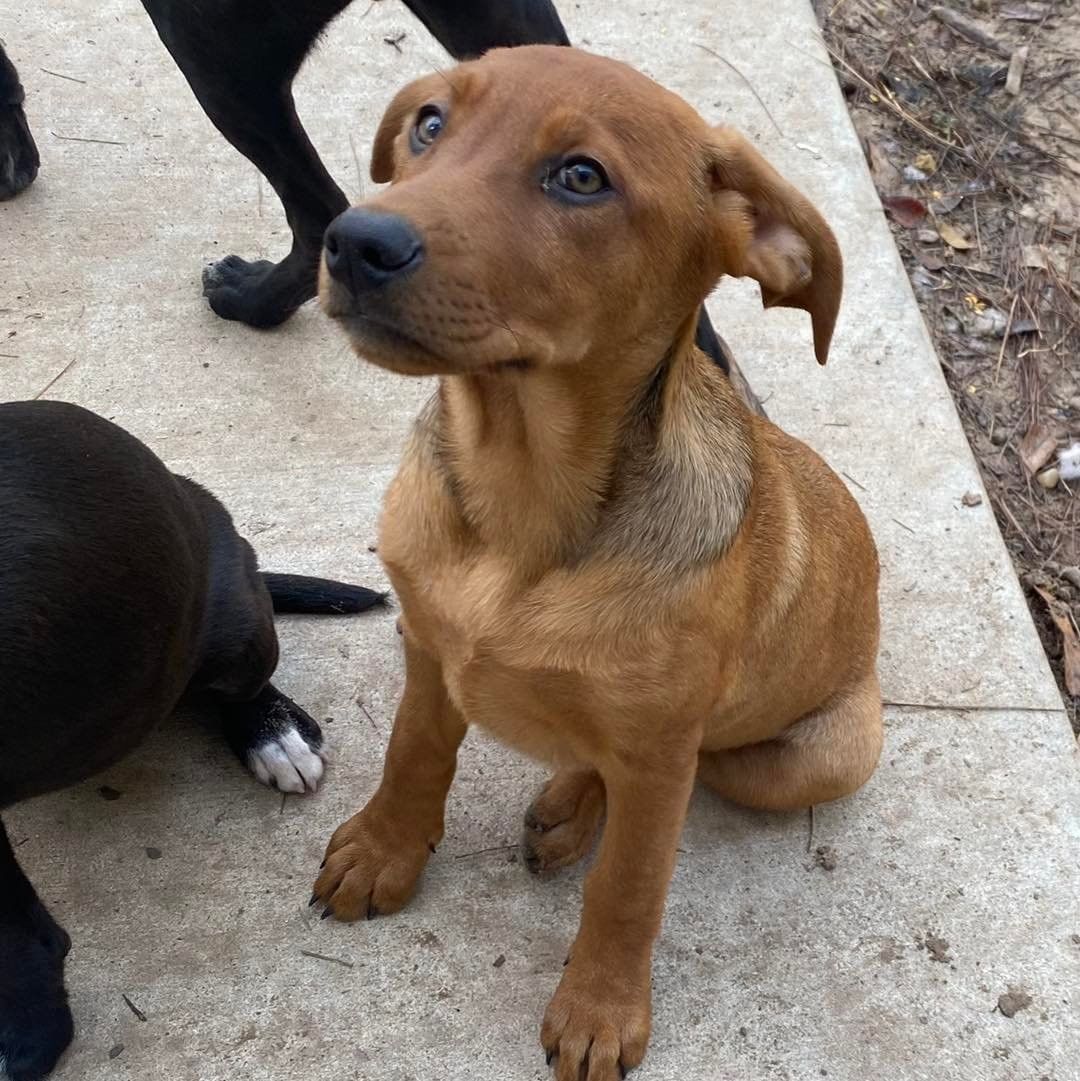 𝗠𝗘𝗘𝗧 𝗖𝗜𝗡𝗡𝗔𝗠𝗢𝗡!
Cinnamon is a part of the Grangerland litter, a litter of puppies found in Texas. She is playful and friendly, and looking for her forever home. Cinnamon loves affection and loves to cuddle up on the couch! 

Apply to foster or adopt her ⬇️
https://snarrnortheast.org/adopt/
https://snarrnortheast.org/foster

<a target='_blank' href='https://www.instagram.com/explore/tags/adoptdontshop/'>#adoptdontshop</a> <a target='_blank' href='https://www.instagram.com/explore/tags/rescue/'>#rescue</a> <a target='_blank' href='https://www.instagram.com/explore/tags/animallovers/'>#animallovers</a> <a target='_blank' href='https://www.instagram.com/explore/tags/dog/'>#dog</a> <a target='_blank' href='https://www.instagram.com/explore/tags/love/'>#love</a> <a target='_blank' href='https://www.instagram.com/explore/tags/dogrescue/'>#dogrescue</a> <a target='_blank' href='https://www.instagram.com/explore/tags/rescuedog/'>#rescuedog</a> <a target='_blank' href='https://www.instagram.com/explore/tags/adopt/'>#adopt</a> <a target='_blank' href='https://www.instagram.com/explore/tags/fosteringsaveslives/'>#fosteringsaveslives</a> <a target='_blank' href='https://www.instagram.com/explore/tags/doglover/'>#doglover</a> <a target='_blank' href='https://www.instagram.com/explore/tags/snarrnortheastrescue/'>#snarrnortheastrescue</a> <a target='_blank' href='https://www.instagram.com/explore/tags/givinghopetothehopeless/'>#givinghopetothehopeless</a> <a target='_blank' href='https://www.instagram.com/explore/tags/secondchances/'>#secondchances</a>