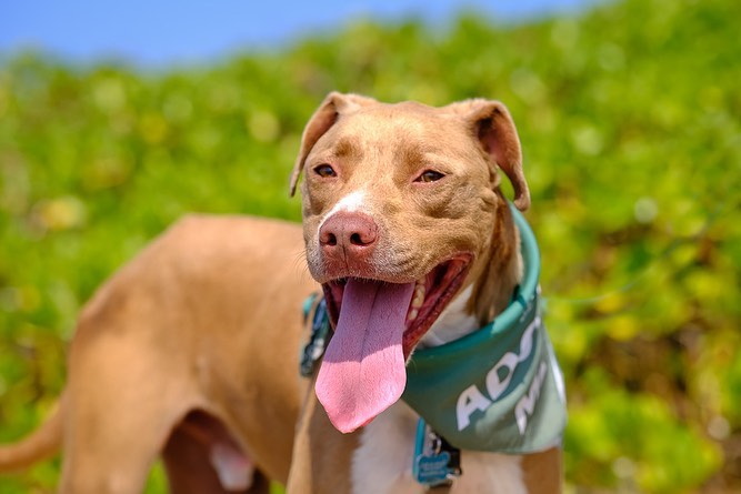 Certified GoodBoy™️ Brembo has a lot of us scratching our heads and wondering… 💭why hasn’t he been adopted yet?!! 🤔

Brembo is a friendly, happy guy who loves everyone he meets. He has previously lived with other dogs and has gotten along with the dogs at the shelter. He thinks car rides and adventures are the best and can’t wait to be your best friend.

Thanks to @chadegoddard who spent the day with Brembo (<a target='_blank' href='https://www.instagram.com/explore/tags/FieldTripsForShelterDogs/'>#FieldTripsForShelterDogs</a>) and captured these gorgeous photos of this handsome boy.

To learn more about Brembo, click on <a target='_blank' href='https://www.instagram.com/explore/tags/AdoptBremboHIHS/'>#AdoptBremboHIHS</a> or visit hihs.org. To make this kiddo yours, submit an application at hihs.org TODAY!

<a target='_blank' href='https://www.instagram.com/explore/tags/hawaii/'>#hawaii</a> <a target='_blank' href='https://www.instagram.com/explore/tags/adventuredog/'>#adventuredog</a> <a target='_blank' href='https://www.instagram.com/explore/tags/gooddog/'>#gooddog</a> <a target='_blank' href='https://www.instagram.com/explore/tags/hawaiidog/'>#hawaiidog</a> <a target='_blank' href='https://www.instagram.com/explore/tags/pibble/'>#pibble</a> <a target='_blank' href='https://www.instagram.com/explore/tags/pibblesofinstagram/'>#pibblesofinstagram</a> <a target='_blank' href='https://www.instagram.com/explore/tags/pittienation/'>#pittienation</a> <a target='_blank' href='https://www.instagram.com/explore/tags/shelterdog/'>#shelterdog</a> <a target='_blank' href='https://www.instagram.com/explore/tags/shelterdogsofinstagram/'>#shelterdogsofinstagram</a>