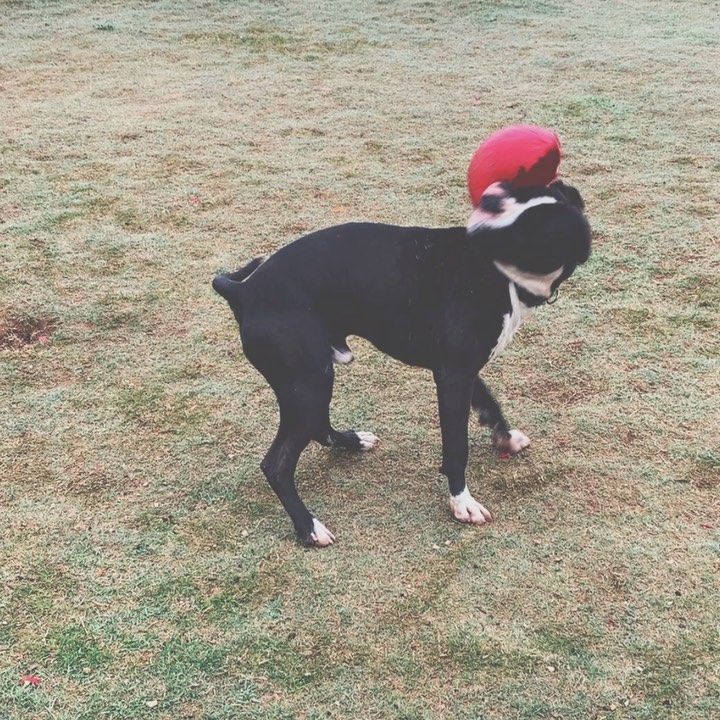 That frustration when you burn the dressing or leave out an important ingredient from the dessert recipe 😬 Domino knows how to release holiday stress 😂 You can read more about this handsome guy at the link in our bio. Message us if you’re interested in meeting him. <a target='_blank' href='https://www.instagram.com/explore/tags/lubbock/'>#lubbock</a> <a target='_blank' href='https://www.instagram.com/explore/tags/dogsoflubbock/'>#dogsoflubbock</a> <a target='_blank' href='https://www.instagram.com/explore/tags/redraiders/'>#redraiders</a> <a target='_blank' href='https://www.instagram.com/explore/tags/ttu/'>#ttu</a> <a target='_blank' href='https://www.instagram.com/explore/tags/texastech/'>#texastech</a> <a target='_blank' href='https://www.instagram.com/explore/tags/westtexasdogs/'>#westtexasdogs</a>