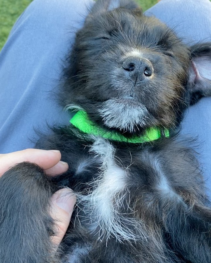 Hi, we are the some of the boys from the “Latin” litter. We are 10 week old pittie/poodle mixes ready for our forever homes! 💃🏻

Our mom is a grey pittie (around 40 lbs) and our dad is a poodle (see picture attached), so we think we'll be about 30 lbs full grown! We were part of an accidental litter and almost ended up in the shelter with our mom before a kind lady stepped in and welcomed us into her home. 

She and her family (including 3 kids and 4 other doggos!) raised us for the past ten weeks, but knew she could not handle us anymore and entrusted HIT Living to place us with the best families! We are now split up in a few different foster homes while we wait for our new homes. We are all healthy, playful pups who love to play just as much as we love to cuddle with our people. 

HIT Living is looking for individuals or families who are willing to put in the time and effort to raise a puppy and who are ready to commit to loving us FOR LIFE! ✨

There’s 6 boys and 3 girls total. The puppies featured in this post are:

- Maluma (dark black & white/scruffy) - green collar
- Mr. 305 (black white/scruffy) - orange collar
- Ricky Martin (greyish/white, scruffy) - green collar

Apply to adopt them at hitlivingfoundation.org 💛

<a target='_blank' href='https://www.instagram.com/explore/tags/hitliving/'>#hitliving</a> <a target='_blank' href='https://www.instagram.com/explore/tags/foundlove/'>#foundlove</a> <a target='_blank' href='https://www.instagram.com/explore/tags/pitpuppies/'>#pitpuppies</a> <a target='_blank' href='https://www.instagram.com/explore/tags/poodlemix/'>#poodlemix</a> <a target='_blank' href='https://www.instagram.com/explore/tags/pittiemix/'>#pittiemix</a> <a target='_blank' href='https://www.instagram.com/explore/tags/adoptme/'>#adoptme</a> <a target='_blank' href='https://www.instagram.com/explore/tags/losangeles/'>#losangeles</a> <a target='_blank' href='https://www.instagram.com/explore/tags/sfv/'>#sfv</a> <a target='_blank' href='https://www.instagram.com/explore/tags/socal/'>#socal</a> <a target='_blank' href='https://www.instagram.com/explore/tags/puppiesofinsta/'>#puppiesofinsta</a> <a target='_blank' href='https://www.instagram.com/explore/tags/puppiesoftheday/'>#puppiesoftheday</a>