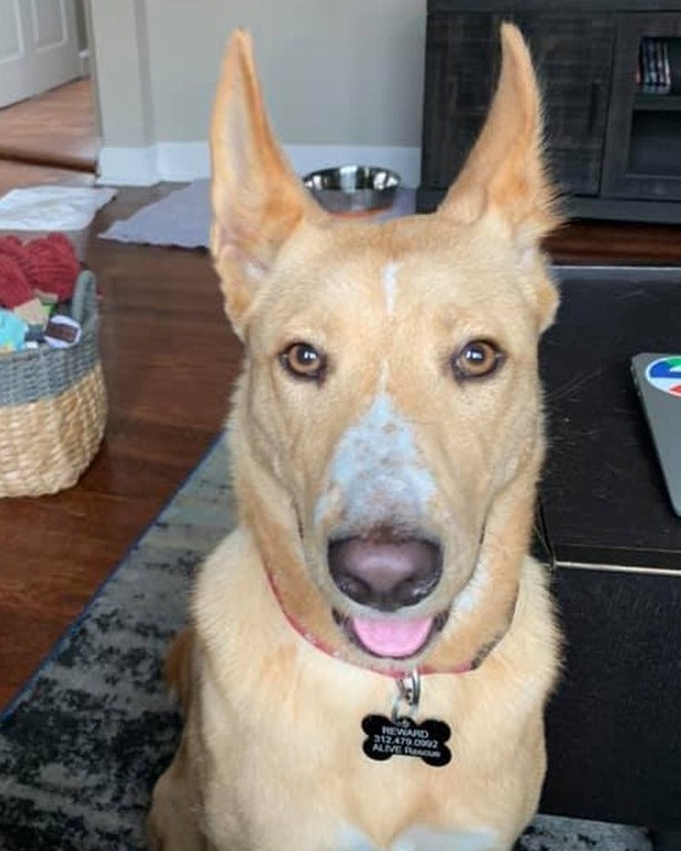 Tatum would like you to know that the oven timer went off and she’s available to taste test the turkey potpie if you need her. What else would this adoptable one-year-old like you to know? Find out at  https://www.aliverescue.org/adopt