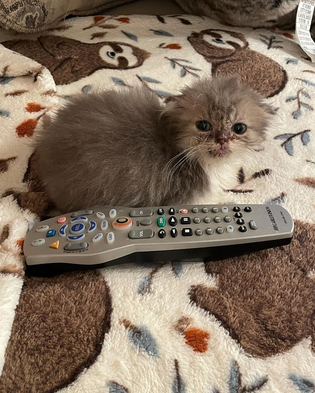 It’s kinda hard to be a powerful Emperor when you’re 4.5 month old and the size of a remote, but Emperor Augustus somehow manages to pull it off 👑 <a target='_blank' href='https://www.instagram.com/explore/tags/adoptdontshop/'>#adoptdontshop</a> <a target='_blank' href='https://www.instagram.com/explore/tags/eastbrunswicknj/'>#eastbrunswicknj</a> <a target='_blank' href='https://www.instagram.com/explore/tags/englishtownnj/'>#englishtownnj</a> <a target='_blank' href='https://www.instagram.com/explore/tags/oldbridgenj/'>#oldbridgenj</a> <a target='_blank' href='https://www.instagram.com/explore/tags/marlboronj/'>#marlboronj</a> <a target='_blank' href='https://www.instagram.com/explore/tags/catsofnj/'>#catsofnj</a> <a target='_blank' href='https://www.instagram.com/explore/tags/catsofnyc/'>#catsofnyc</a> <a target='_blank' href='https://www.instagram.com/explore/tags/cuteaf/'>#cuteaf</a> <a target='_blank' href='https://www.instagram.com/explore/tags/catsofig/'>#catsofig</a> <a target='_blank' href='https://www.instagram.com/explore/tags/catsofinstagram/'>#catsofinstagram</a> <a target='_blank' href='https://www.instagram.com/explore/tags/kittensofnj/'>#kittensofnj</a> <a target='_blank' href='https://www.instagram.com/explore/tags/kittensofnyc/'>#kittensofnyc</a> <a target='_blank' href='https://www.instagram.com/explore/tags/scottishfold/'>#scottishfold</a> <a target='_blank' href='https://www.instagram.com/explore/tags/britishshorthair/'>#britishshorthair</a>