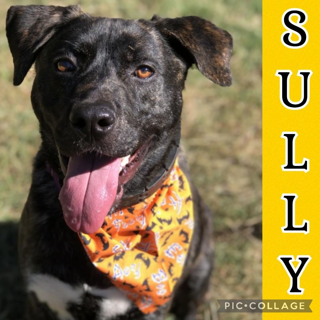 Sully is watching all the shoppers at Petsmart in Columbus Ga, hoping someone will take notice of his handsome face! If you are out & about stop by & meet this wonderful pup! (until 3:00) www.hsharrisco.org <a target='_blank' href='https://www.instagram.com/explore/tags/adoptionsaveslives/'>#adoptionsaveslives</a> <a target='_blank' href='https://www.instagram.com/explore/tags/shelterdog/'>#shelterdog</a> <a target='_blank' href='https://www.instagram.com/explore/tags/chooseadoption/'>#chooseadoption</a>