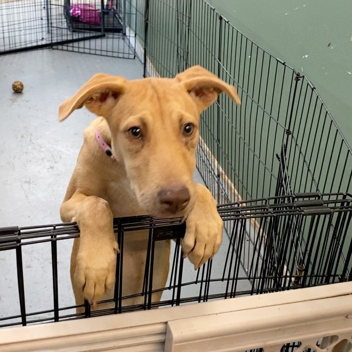 Looking for a little spice in your life?  Meet Vanilla!  Here’s Vanilla patiently waiting for a treat 🍖. She’s about 3 months old so she still has some growing to do. We love her coloring but most of all that adorable face. She loves to sit in your lap and get all of the cuddles. Bet she’ll want to find that holiday home soon!  If you are interested in fostering or adopting one of our many babies looking for a home, please fill out an application at ruffhouserescue.org/apply We can’t wait to hear from you!

Like/Share/Show Support 🙌🏻 <a target='_blank' href='https://www.instagram.com/explore/tags/ruffhouserescue/'>#ruffhouserescue</a> <a target='_blank' href='https://www.instagram.com/explore/tags/ruffhouserockstars/'>#ruffhouserockstars</a> <a target='_blank' href='https://www.instagram.com/explore/tags/ruffhousealumni/'>#ruffhousealumni</a> <a target='_blank' href='https://www.instagram.com/explore/tags/dogphotography/'>#dogphotography</a>  <a target='_blank' href='https://www.instagram.com/explore/tags/dogsofinstagram/'>#dogsofinstagram</a> <a target='_blank' href='https://www.instagram.com/explore/tags/puppiesofinstagram/'>#puppiesofinstagram</a> <a target='_blank' href='https://www.instagram.com/explore/tags/adoptdontshop/'>#adoptdontshop</a> <a target='_blank' href='https://www.instagram.com/explore/tags/getyourrescueon/'>#getyourrescueon</a> <a target='_blank' href='https://www.instagram.com/explore/tags/dogphotography/'>#dogphotography</a> <a target='_blank' href='https://www.instagram.com/explore/tags/puppylove/'>#puppylove</a> <a target='_blank' href='https://www.instagram.com/explore/tags/pupper/'>#pupper</a> <a target='_blank' href='https://www.instagram.com/explore/tags/puppylover/'>#puppylover</a>  <a target='_blank' href='https://www.instagram.com/explore/tags/dogsofinstaworld/'>#dogsofinstaworld</a> <a target='_blank' href='https://www.instagram.com/explore/tags/rescuedog/'>#rescuedog</a> <a target='_blank' href='https://www.instagram.com/explore/tags/rescuedogsofinstagram/'>#rescuedogsofinstagram</a> <a target='_blank' href='https://www.instagram.com/explore/tags/iheartdogs/'>#iheartdogs</a> <a target='_blank' href='https://www.instagram.com/explore/tags/doglife/'>#doglife</a> <a target='_blank' href='https://www.instagram.com/explore/tags/fosters/'>#fosters</a> <a target='_blank' href='https://www.instagram.com/explore/tags/puppygrammer/'>#puppygrammer</a> <a target='_blank' href='https://www.instagram.com/explore/tags/furbaby/'>#furbaby</a> <a target='_blank' href='https://www.instagram.com/explore/tags/weratedogs/'>#weratedogs</a> <a target='_blank' href='https://www.instagram.com/explore/tags/puppies/'>#puppies</a> <a target='_blank' href='https://www.instagram.com/explore/tags/happytails/'>#happytails</a> <a target='_blank' href='https://www.instagram.com/explore/tags/dogstagram/'>#dogstagram</a> <a target='_blank' href='https://www.instagram.com/explore/tags/iheartdogs/'>#iheartdogs</a> <a target='_blank' href='https://www.instagram.com/explore/tags/adoptdontshop/'>#adoptdontshop</a>🐾 <a target='_blank' href='https://www.instagram.com/explore/tags/fostertoadopt/'>#fostertoadopt</a> <a target='_blank' href='https://www.instagram.com/explore/tags/fosterdog/'>#fosterdog</a> <a target='_blank' href='https://www.instagram.com/explore/tags/rhrhappytails/'>#rhrhappytails</a> <a target='_blank' href='https://www.instagram.com/explore/tags/longislandrescuedogs/'>#longislandrescuedogs</a> <a target='_blank' href='https://www.instagram.com/explore/tags/muttsofinstagram/'>#muttsofinstagram</a>