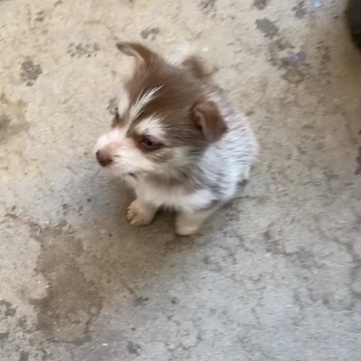 🐾💚Fosters Needed💚🐾 
These 2 female husky/terrier mix puppies are in need of fosters ASAP!

🐾If interested, please fill out a Foster Application at amazingstraysrescue.org

🐾All supplies and an amazing support team included! 

🐾 Please share this on your social media 

🐾 Want to help? All of our incoming dogs have medical bills to be paid! You could sponsor a spay or neuter!

🐾 Fostering even for just two weeks is extremely helpful to a dog in need!

🐾 All supplies included!

<a target='_blank' href='https://www.instagram.com/explore/tags/RescueDog/'>#RescueDog</a> <a target='_blank' href='https://www.instagram.com/explore/tags/AdoptDontShop/'>#AdoptDontShop</a> <a target='_blank' href='https://www.instagram.com/explore/tags/RescuePuppy/'>#RescuePuppy</a> <a target='_blank' href='https://www.instagram.com/explore/tags/ForTheLoveOfDogs/'>#ForTheLoveOfDogs</a> <a target='_blank' href='https://www.instagram.com/explore/tags/GetInvolved/'>#GetInvolved</a> <a target='_blank' href='https://www.instagram.com/explore/tags/Donate/'>#Donate</a> <a target='_blank' href='https://www.instagram.com/explore/tags/Volunteer/'>#Volunteer</a> <a target='_blank' href='https://www.instagram.com/explore/tags/FosteringSavesLives/'>#FosteringSavesLives</a> <a target='_blank' href='https://www.instagram.com/explore/tags/dogsofinstagram/'>#dogsofinstagram</a> <a target='_blank' href='https://www.instagram.com/explore/tags/dogsofinsta/'>#dogsofinsta</a> <a target='_blank' href='https://www.instagram.com/explore/tags/asradoptme/'>#asradoptme</a>