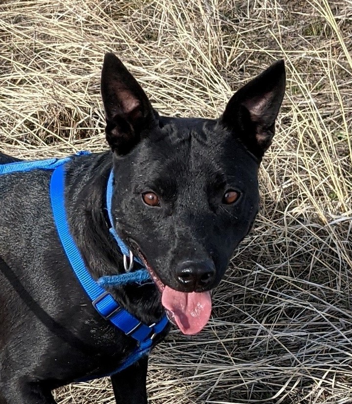 Our Black Friday Dog!!🖤 Meet Jax! Jax is a young professional mutt who would like to spend his days devoted to a person or family that he can call his own. This active young boy loves being outside running around and has never met a stranger! Jax is a fan of car rides, swimming, playing fetch, and going for long walks. So the person that is lucky enough to take Jax home will have a companion ready for a life of action and fun.

<a target='_blank' href='https://www.instagram.com/explore/tags/blackdog/'>#blackdog</a>  <a target='_blank' href='https://www.instagram.com/explore/tags/adoptme/'>#adoptme</a>