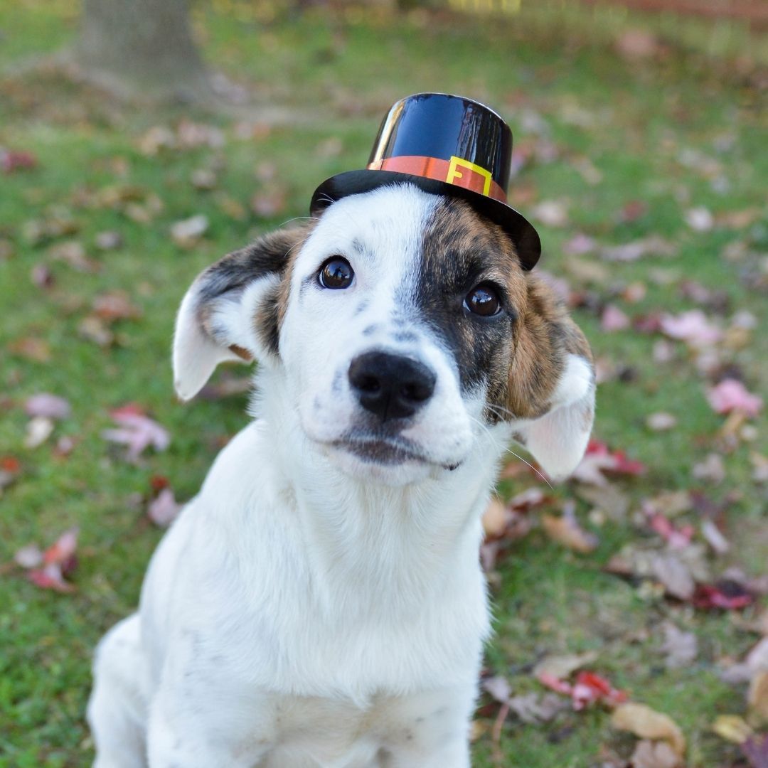 Looking for an interesting and rewarding job? We are currently hiring for an Animal Welfare Specialist position at the Admissions & Assessment Center. Visit either location to fill out an application! You can learn more about the position at :
https://loom.ly/IE_yJZY

*this cutie has been adopted!