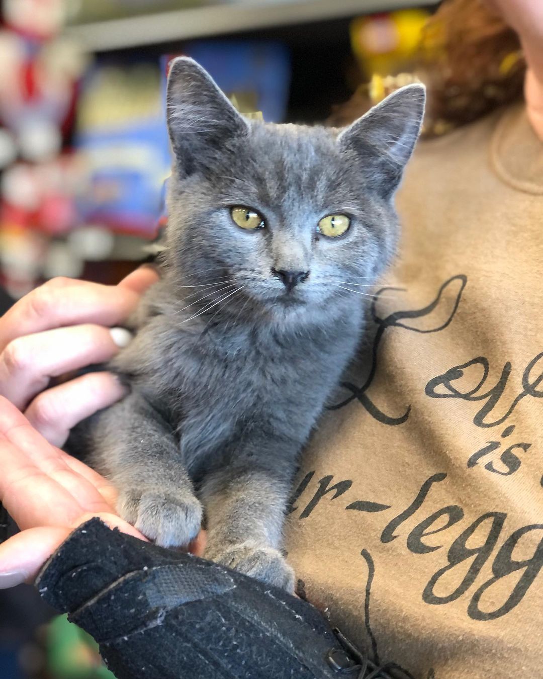 Toberlone is as sweet as his name 
<a target='_blank' href='https://www.instagram.com/explore/tags/whiskerwishesrescue/'>#whiskerwishesrescue</a> <a target='_blank' href='https://www.instagram.com/explore/tags/russianblue/'>#russianblue</a> <a target='_blank' href='https://www.instagram.com/explore/tags/spayandneuter/'>#spayandneuter</a> <a target='_blank' href='https://www.instagram.com/explore/tags/adoptdontshop/'>#adoptdontshop</a>