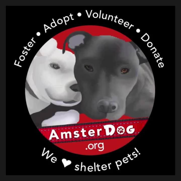 Here is a two minute celebratory video of a few of our accomplishments  in 2021. So far, over 186 magnificent animals were saved, thanks to your generous support. Please consider a tax-deductible donation in honor of Giving Tuesday to help us continue our mission! Thanks so much from AmsterDog! ❤️ https://www.amsterdog.org/donate

<a target='_blank' href='https://www.instagram.com/explore/tags/donate/'>#donate</a> <a target='_blank' href='https://www.instagram.com/explore/tags/givingtuesday/'>#givingtuesday</a> <a target='_blank' href='https://www.instagram.com/explore/tags/givingtuesday2021/'>#givingtuesday2021</a> <a target='_blank' href='https://www.instagram.com/explore/tags/rescue/'>#rescue</a> <a target='_blank' href='https://www.instagram.com/explore/tags/rescuedismyfavoritebreed/'>#rescuedismyfavoritebreed</a>