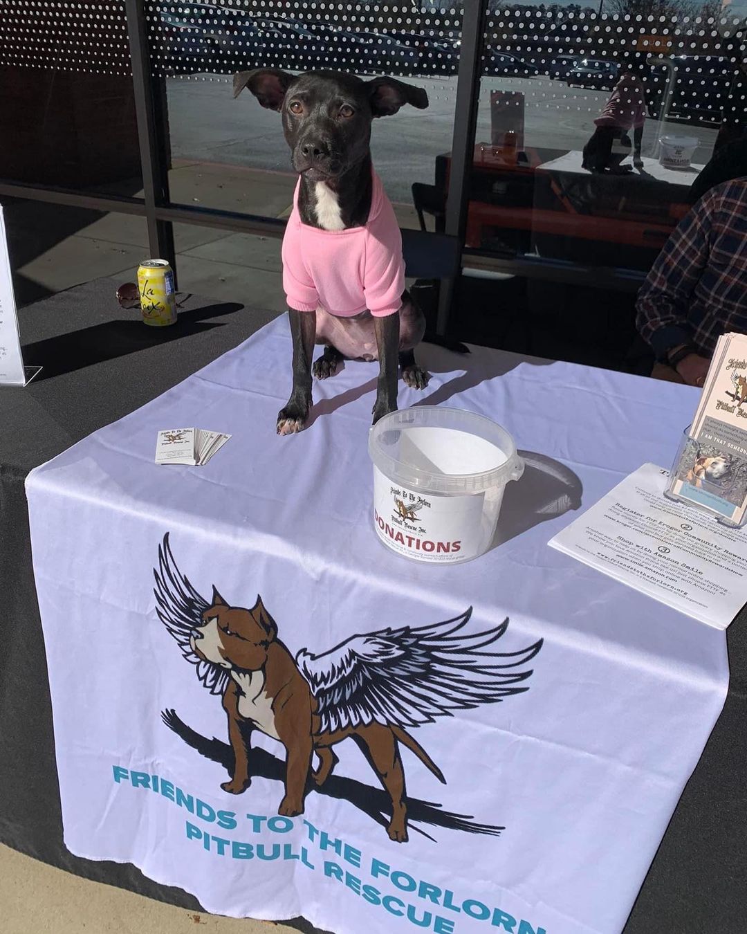There’s still time to come by to see Sophie during the Orangetheory Fitness West Cobb fundraiser for FTTF! Sophie will be here until 2:00 and is hoping to meet her forever family today - is it you?!? <a target='_blank' href='https://www.instagram.com/explore/tags/fttf/'>#fttf</a> <a target='_blank' href='https://www.instagram.com/explore/tags/adoptable/'>#adoptable</a> <a target='_blank' href='https://www.instagram.com/explore/tags/sophie/'>#sophie</a> <a target='_blank' href='https://www.instagram.com/explore/tags/rescue/'>#rescue</a> <a target='_blank' href='https://www.instagram.com/explore/tags/dog/'>#dog</a>