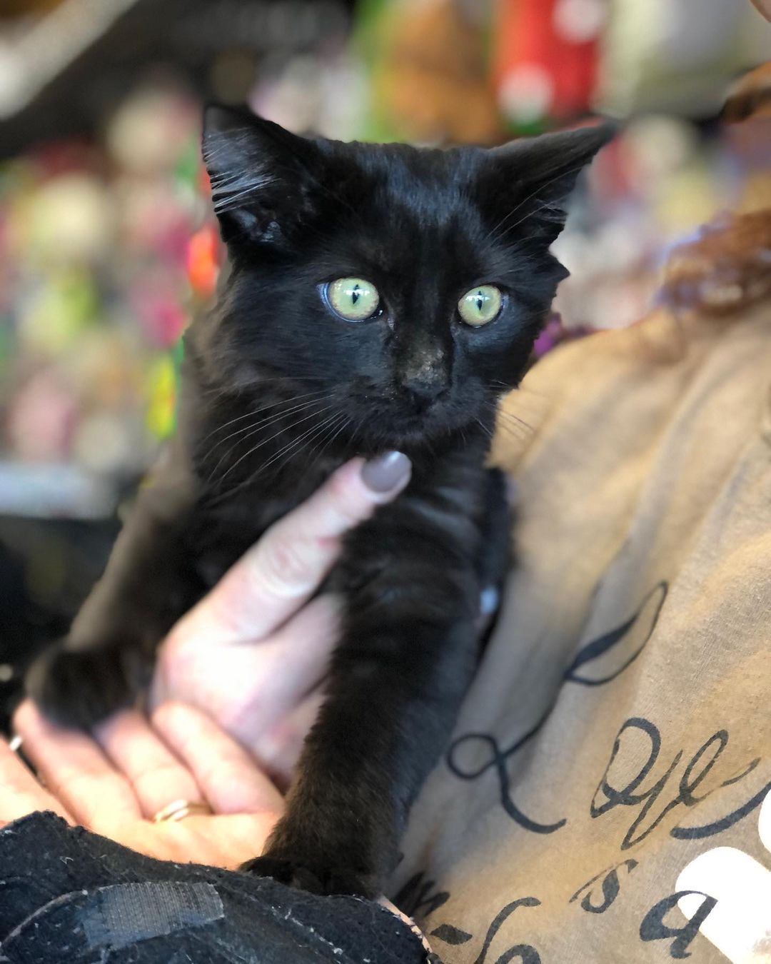 This is my new favorite kind of black Licorice. She is a silky medium hair beauty.
<a target='_blank' href='https://www.instagram.com/explore/tags/whiskerwishesrescue/'>#whiskerwishesrescue</a> <a target='_blank' href='https://www.instagram.com/explore/tags/blackcatsofinstagram/'>#blackcatsofinstagram</a> <a target='_blank' href='https://www.instagram.com/explore/tags/spayandneuter/'>#spayandneuter</a> <a target='_blank' href='https://www.instagram.com/explore/tags/adoptdontshop/'>#adoptdontshop</a>